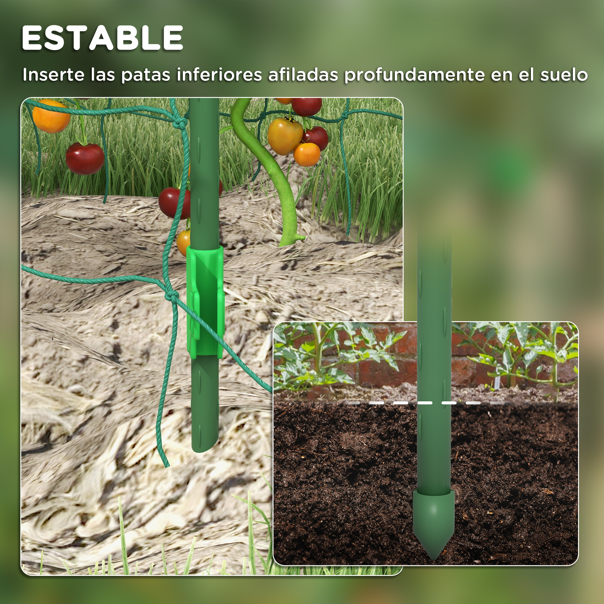 Planta de tomate verde con estaca y cuerda verdes. Primer plano de la estaca en tierra.