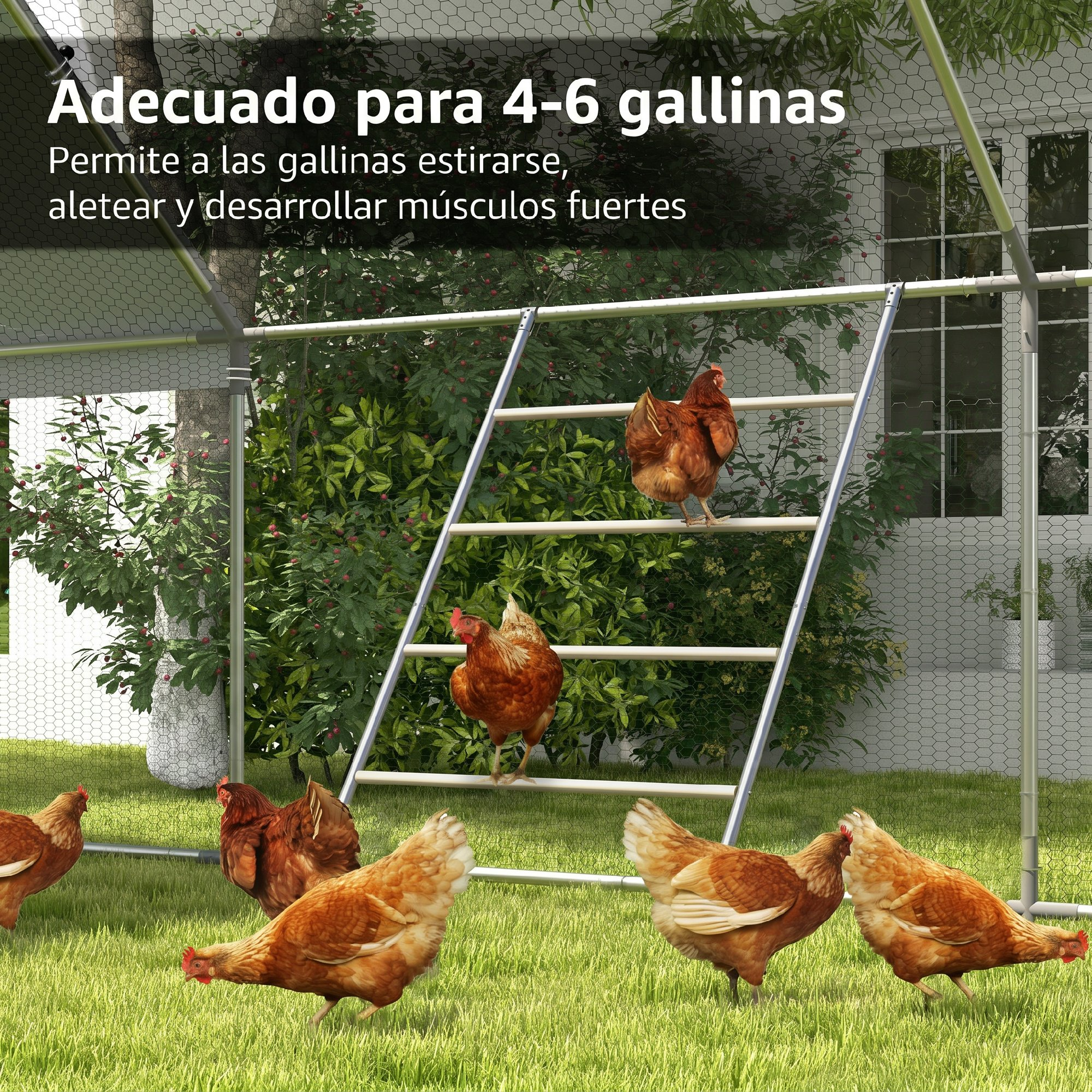 Gallinero con gallinas en el suelo y en una escalera.