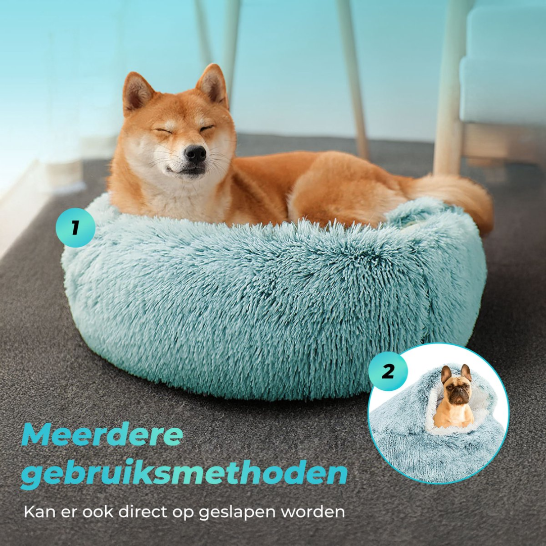 A Shiba Inu sleeps in a teal dog bed. French bulldog in bed.