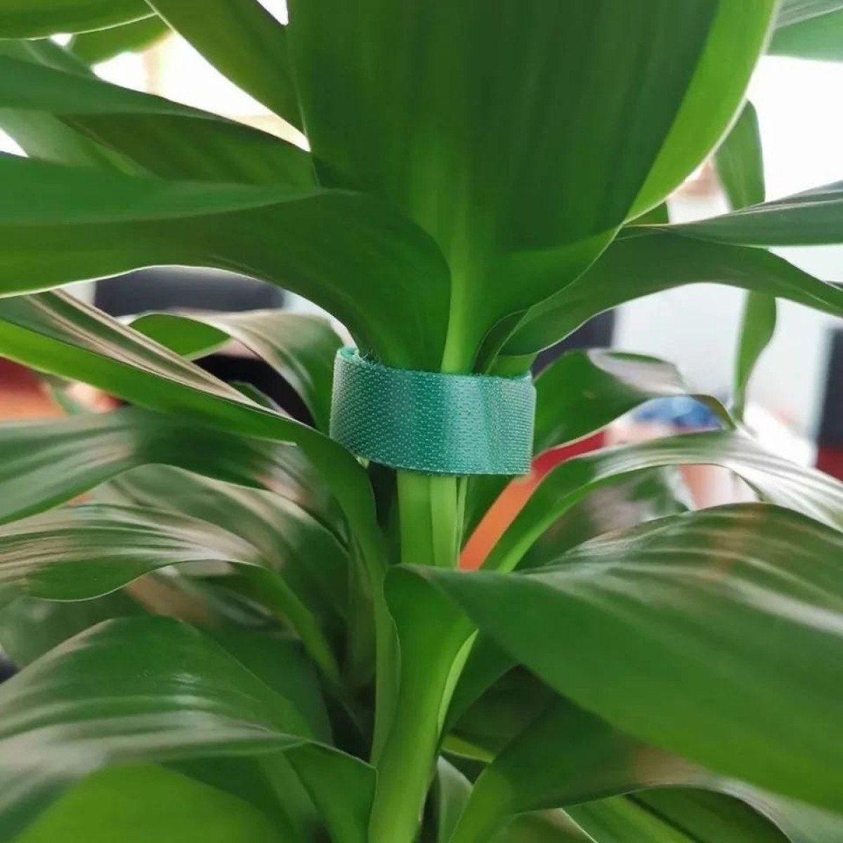 Fascia in velcro verde attorno al fusto di una pianta per supporto.