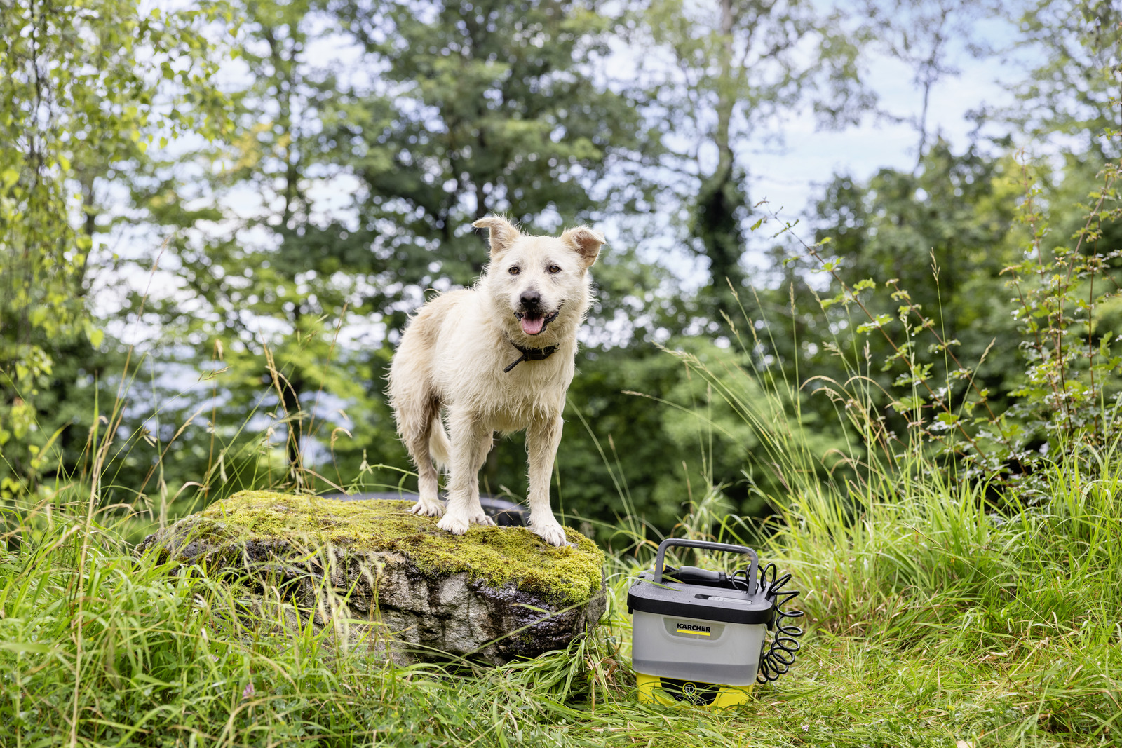 Ein heller Hund steht auf einem moosbewachsenen Stein neben einem Hochdruckreiniger im Wald.