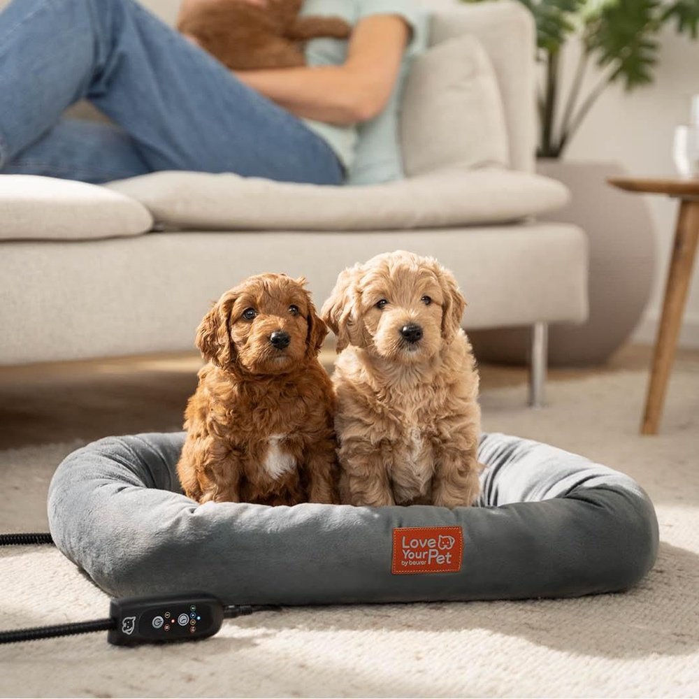 Dos lindos cachorros Goldendoodle sentados en una cama para perros gris. Una persona yace en un sofá al fondo.