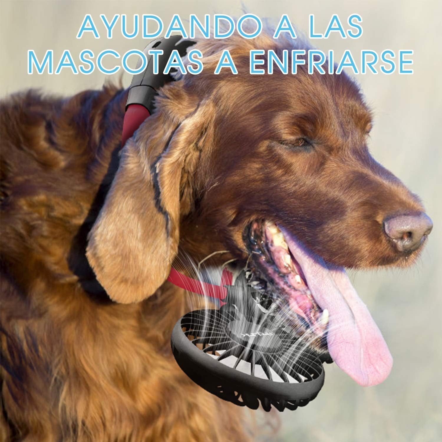Ein Hund mit einem kleinen Ventilator am Hals, der ihm Luft zufächelt.