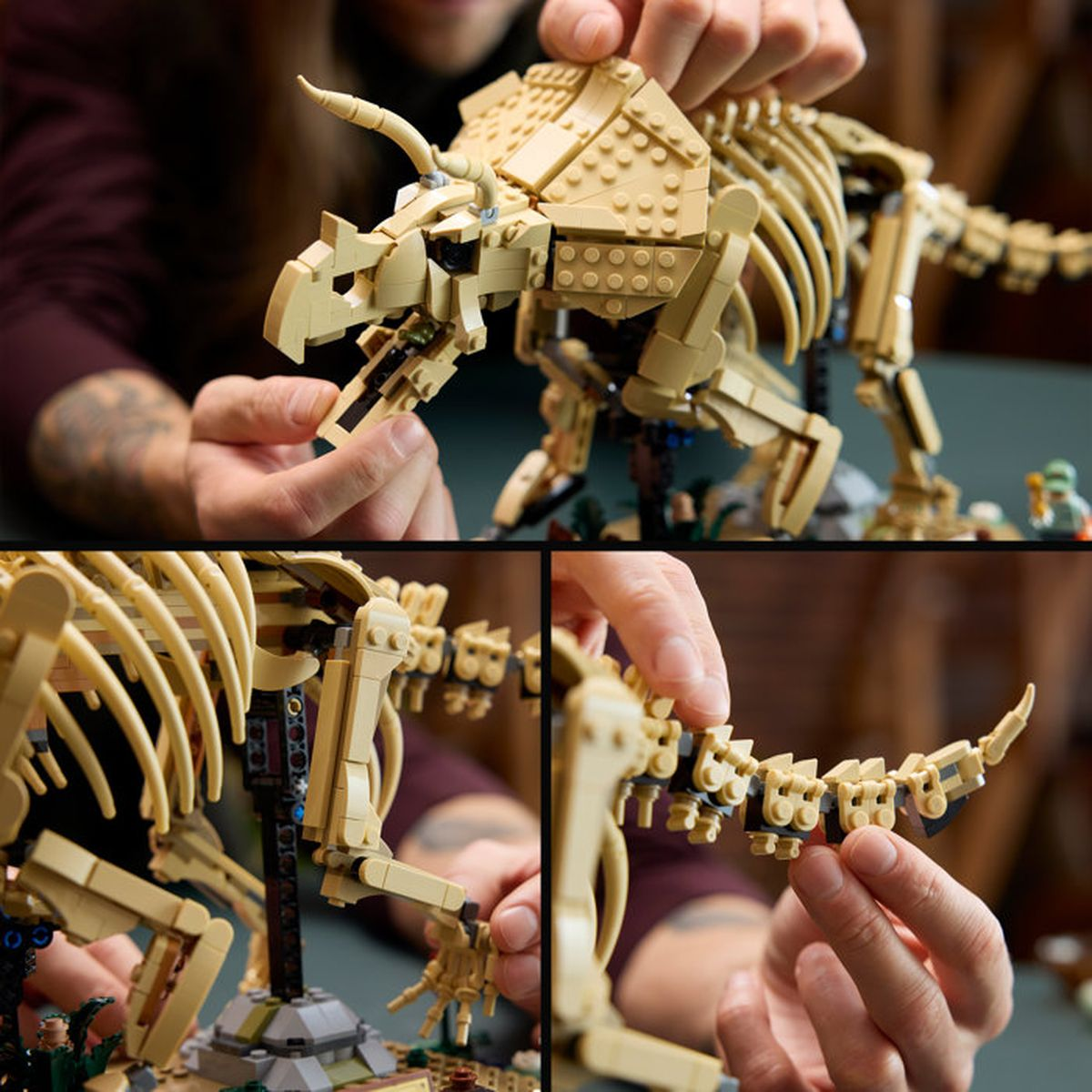 Un uomo assembla uno scheletro di dinosauro Lego beige.