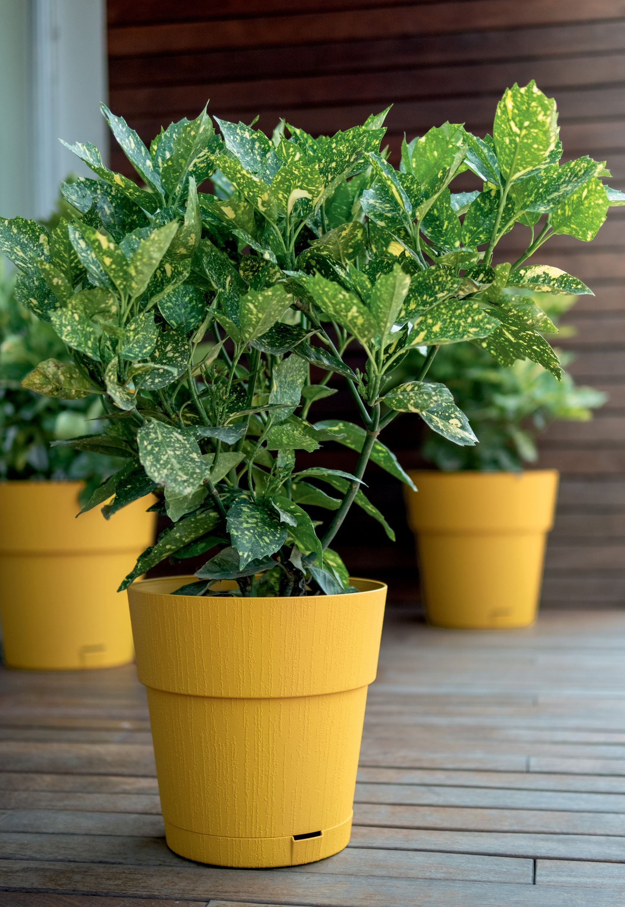Eine bunte Aucuba Japonica Pflanze im gelben Topf auf Holzdeck.