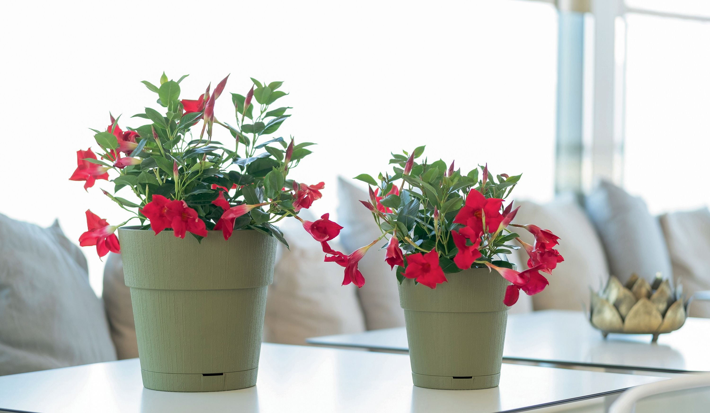 Zwei Töpfe mit roten Blumen und grünen Blättern auf einem Tisch.