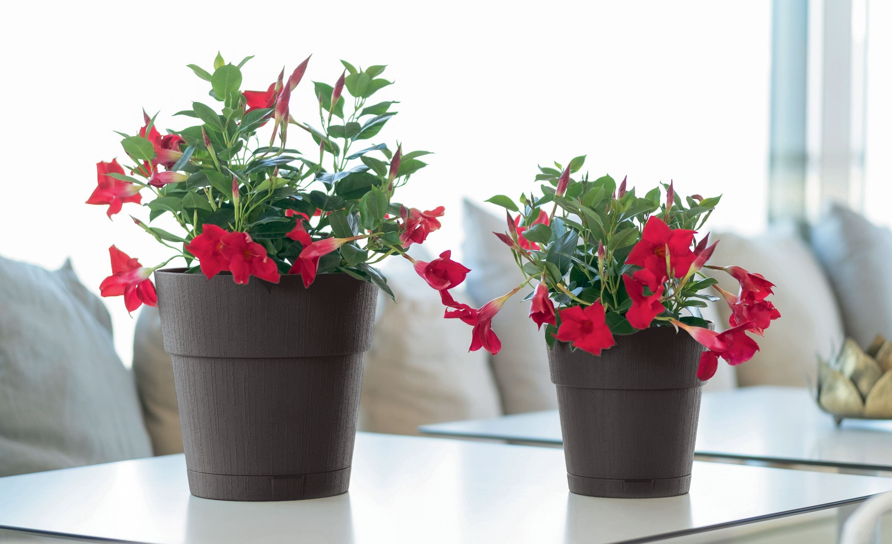 Zwei Töpfe mit roten Blumen stehen auf einem Tisch, mit Kissen im Hintergrund.