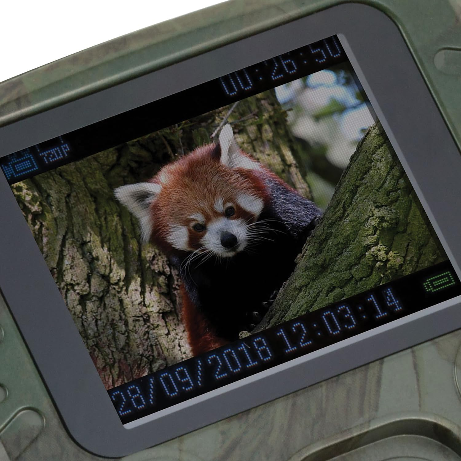 Ein roter Panda sitzt auf einem Baumstamm, aufgenommen von einer Wildkamera.