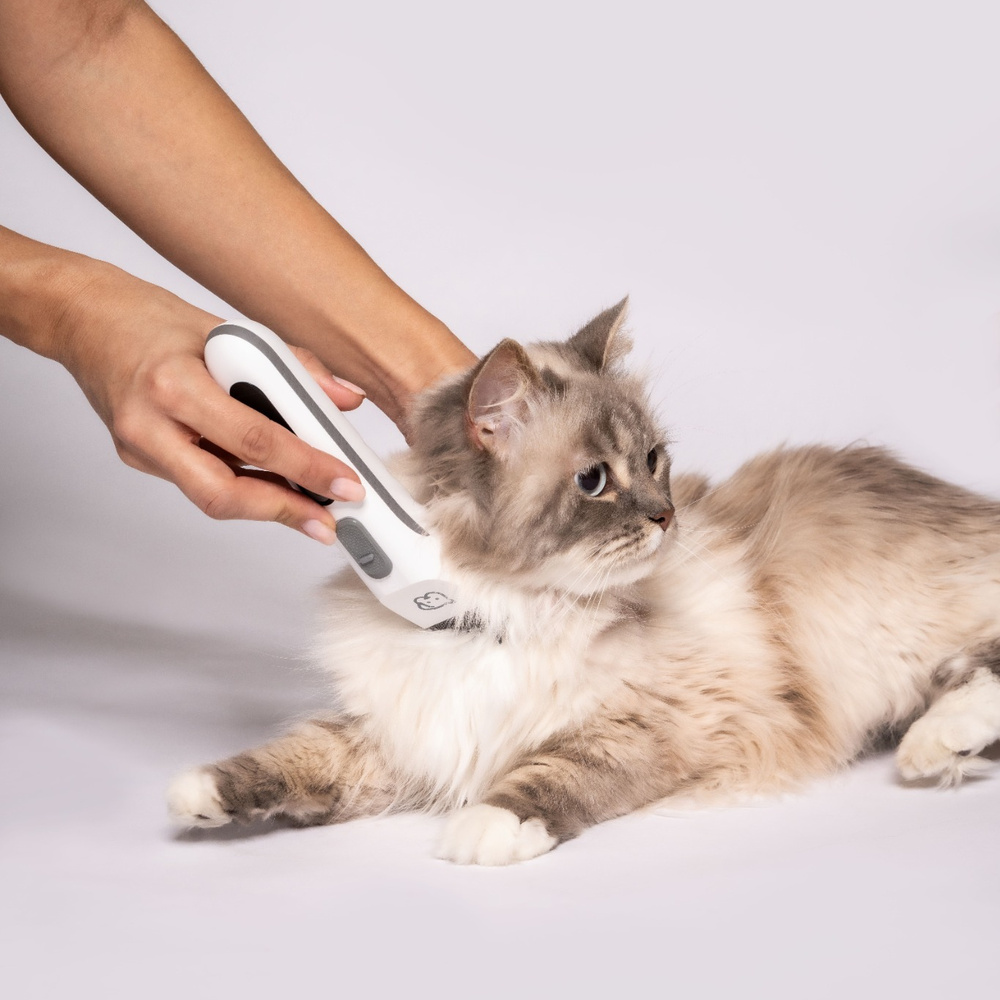 Eine Person hält ein weißes Gerät und bürstet eine langhaarige Katze mit grauem Fell.
