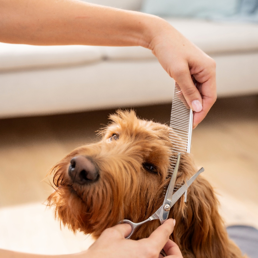 Eine Person kämmt und schneidet einen braunen Hund mit einer Schere.