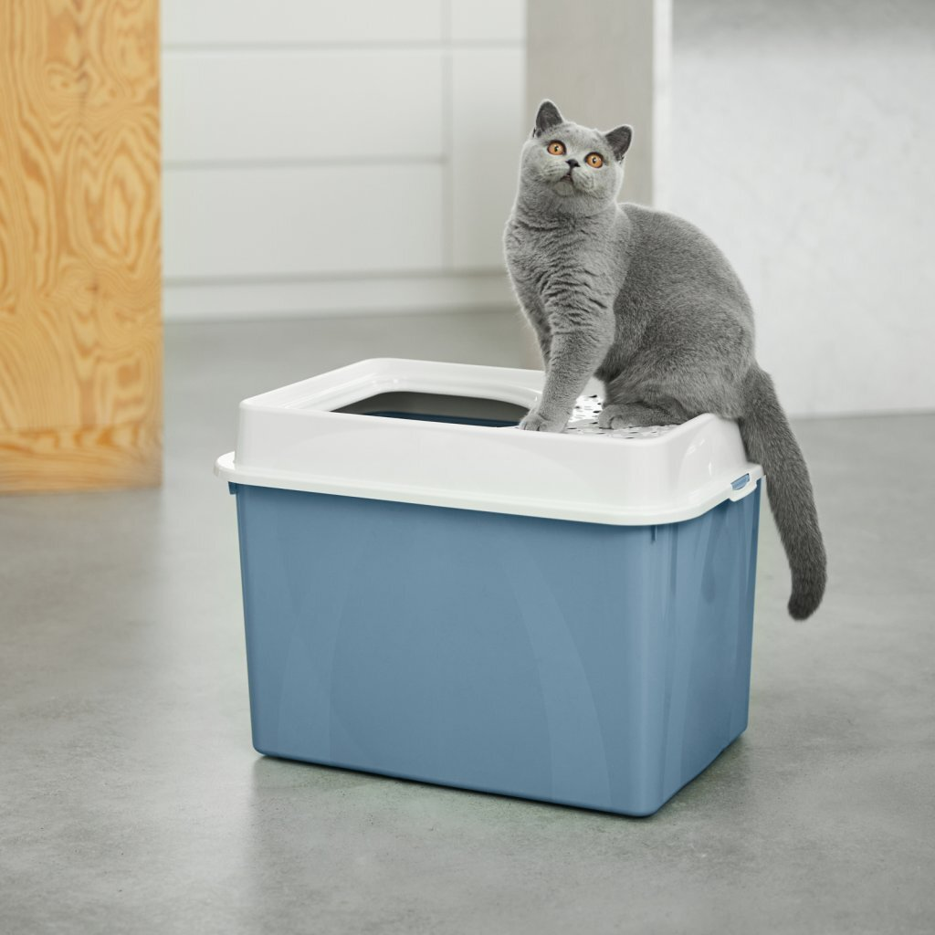 Un gatto grigio seduto su una lettiera blu e bianca.