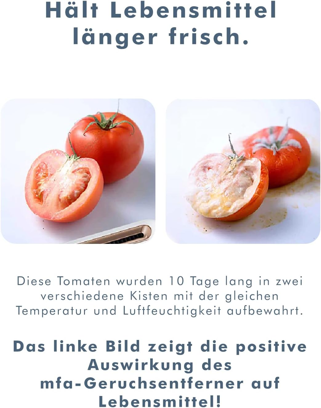 Frische und verrottete Tomaten im Vergleich.