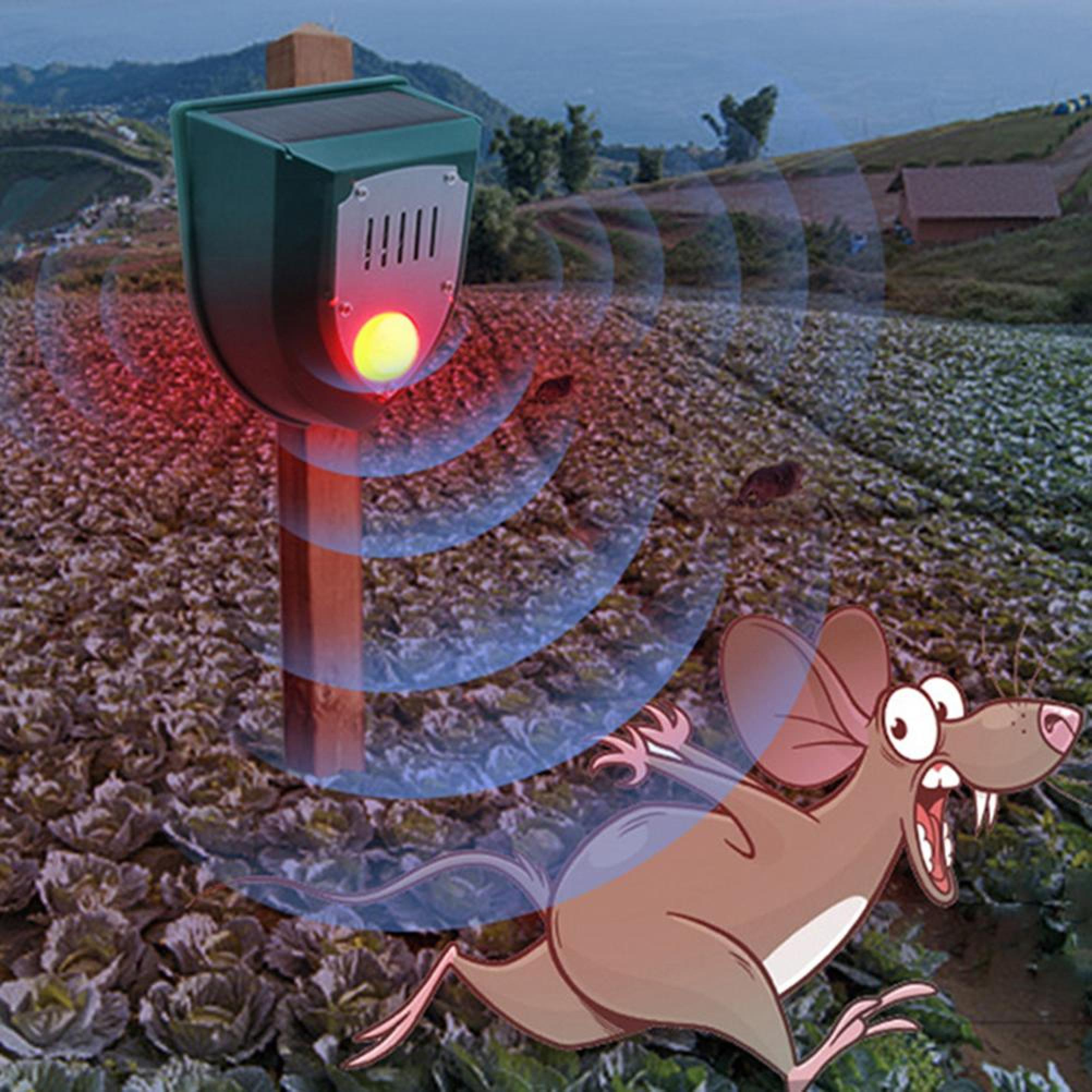 Ein Schädlingsbekämpfer mit rotem Licht warnt eine Maus in einem Feld mit Kohl.