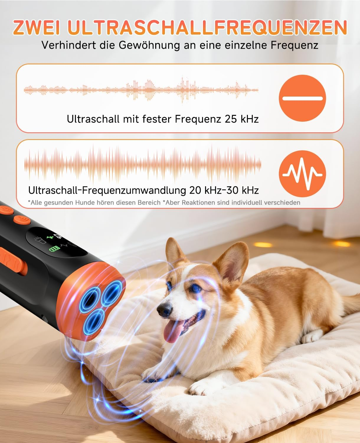 Ein Corgi-Hund liegt auf einem Kissen, während ein Ultraschallgerät mit drei Lichtern auf ihn gerichtet ist.