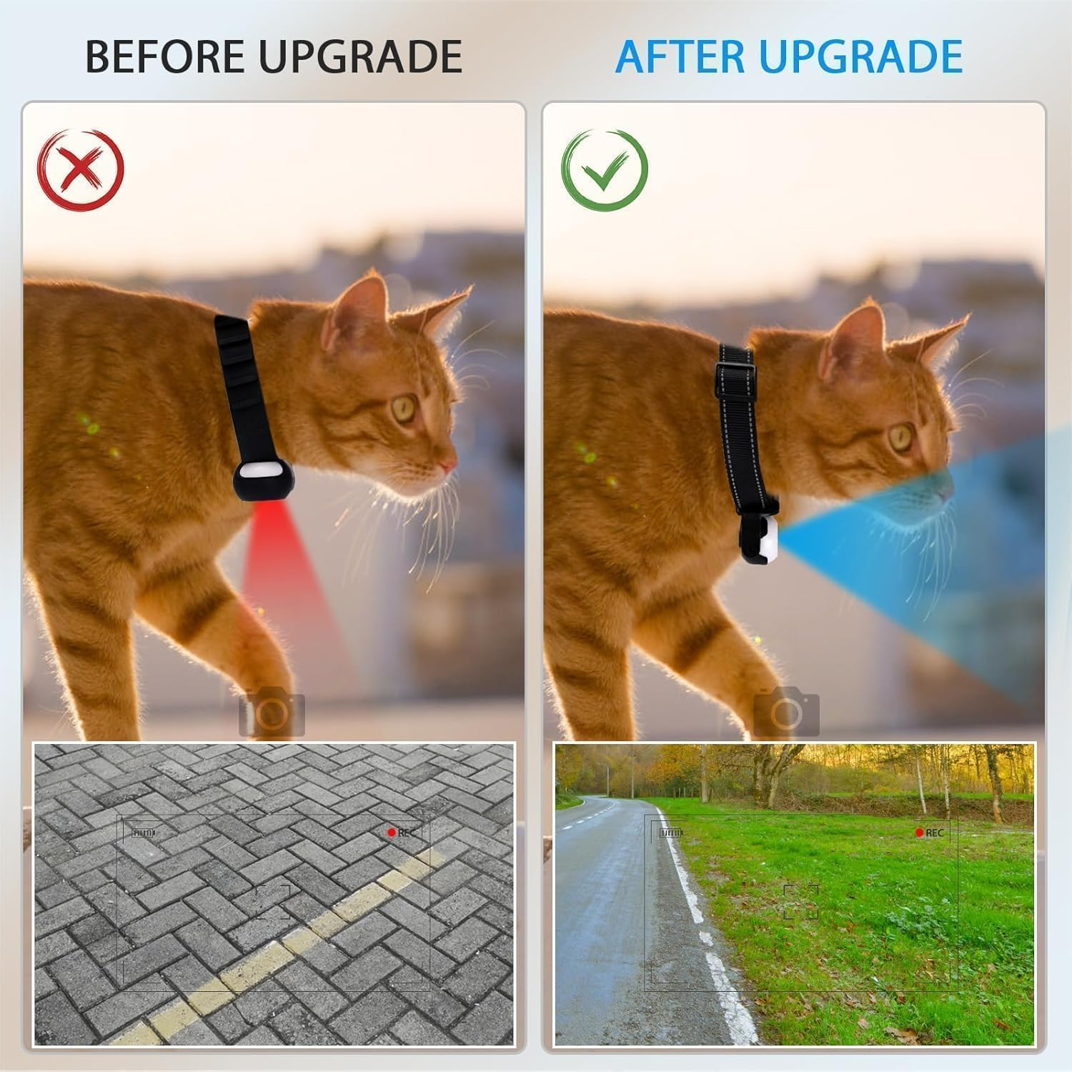Orange Katze mit Halsband, links rot, rechts blaues Licht. Unten Wege und Graslandschaft.