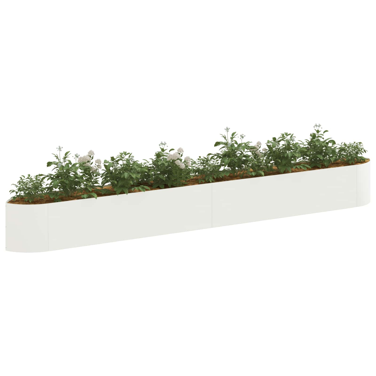 Eine lange weiße Pflanzkiste mit grünen Pflanzen und kleinen weißen Blüten, auf weißem Hintergrund.