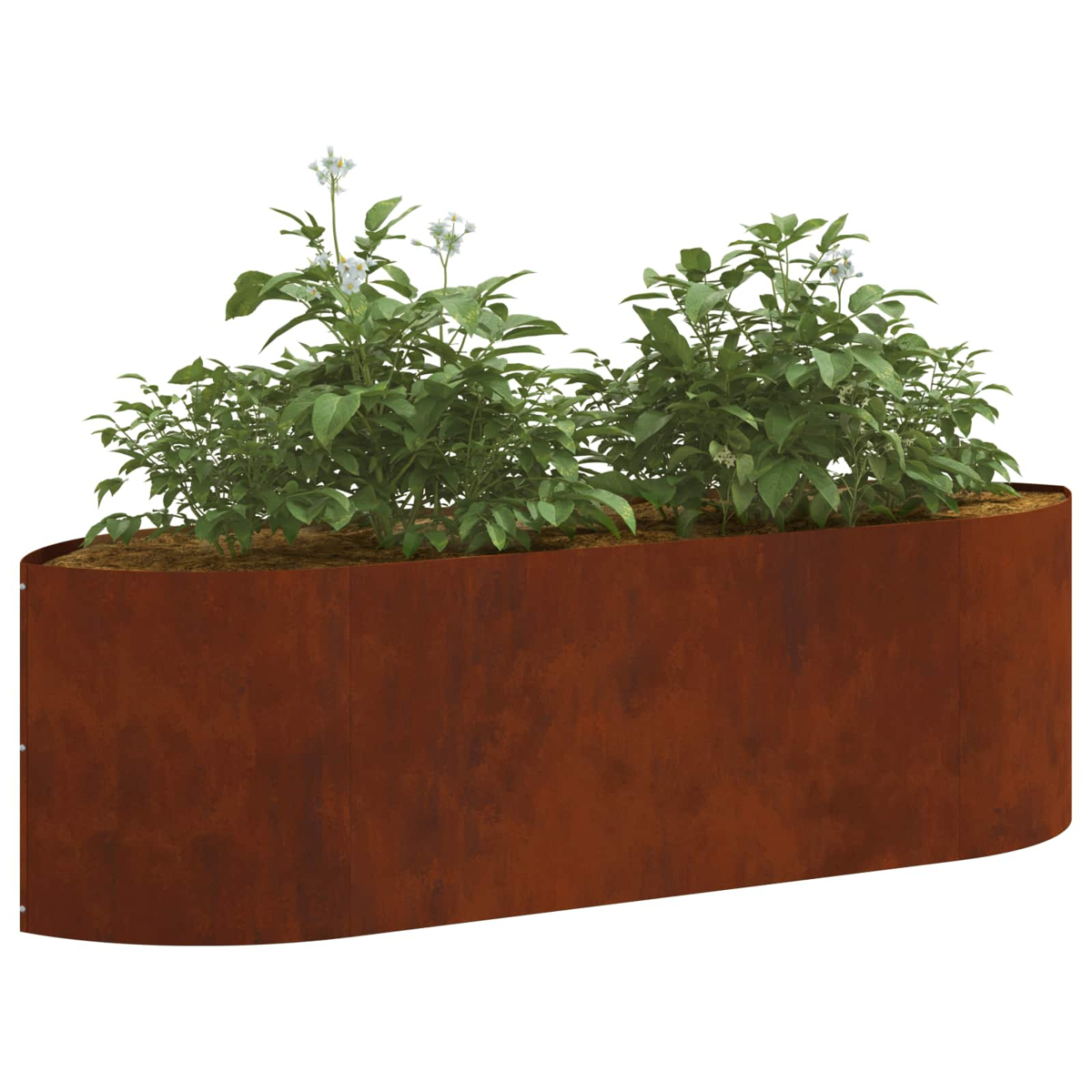 Ein rostiger Metallpflanzkasten mit grünen Kartoffelpflanzen und weißen Blüten.