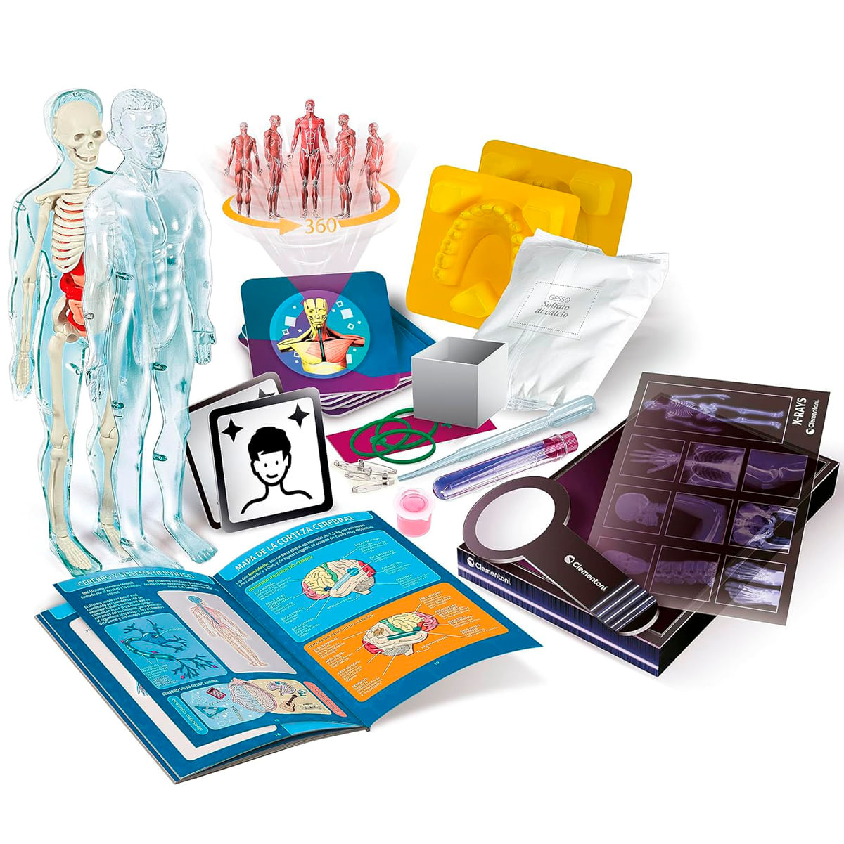 Kit de anatomía con modelos de esqueleto, músculo y cerebro, dientes y radiografías.
