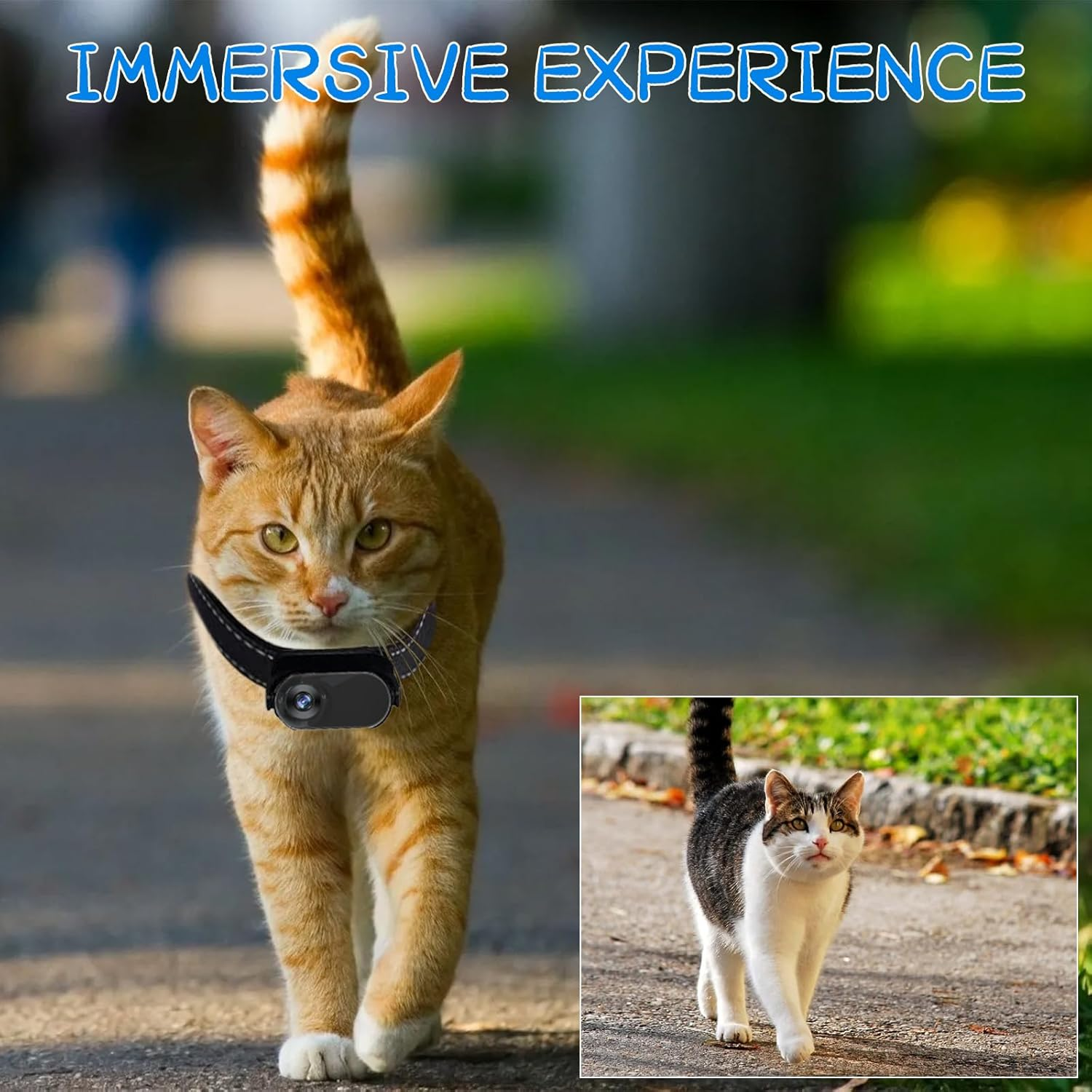 Orange Katze mit Kamera-Halsband geht auf Straße, kleine Katze daneben.