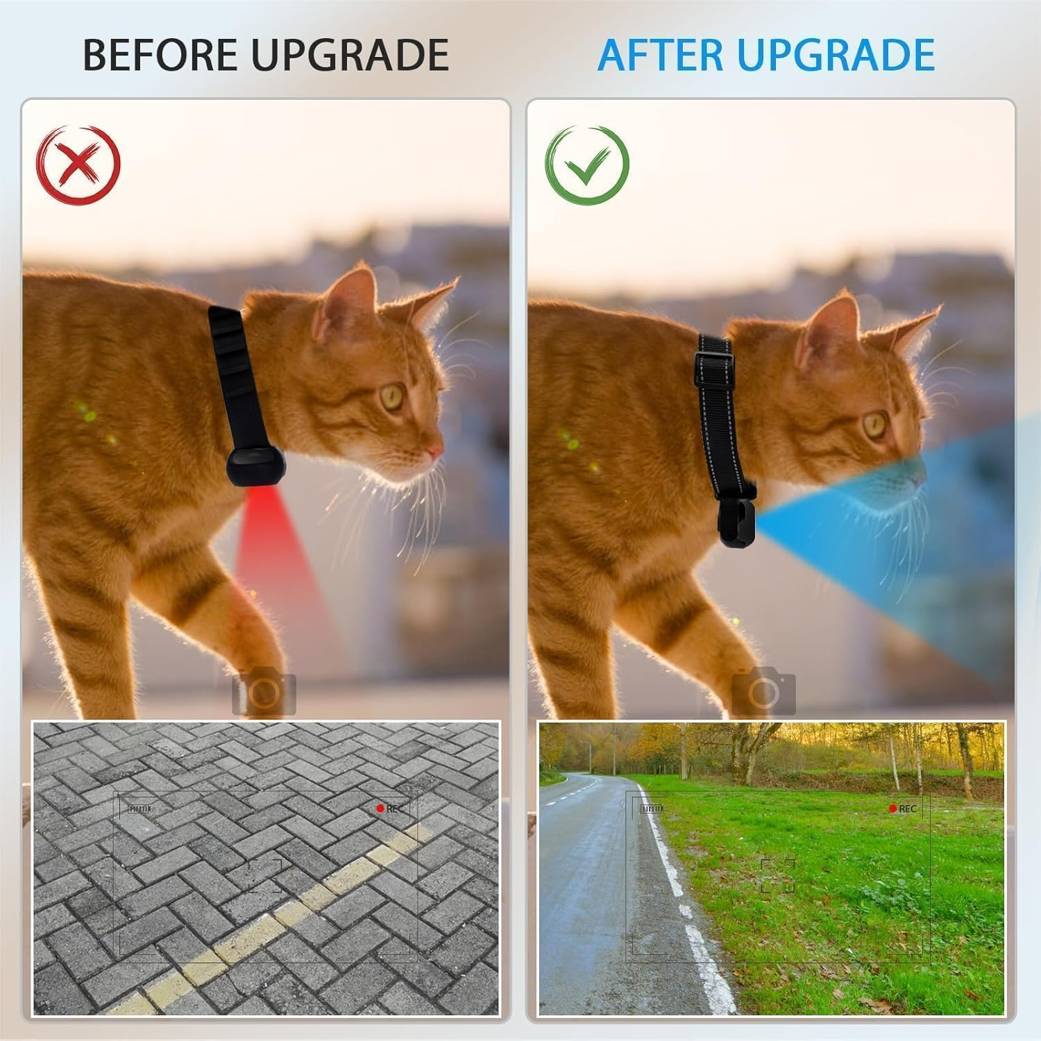 Orange Katze mit Halsband: Vorher roter Lichtkreis, nachher blauer Lichtkreis.