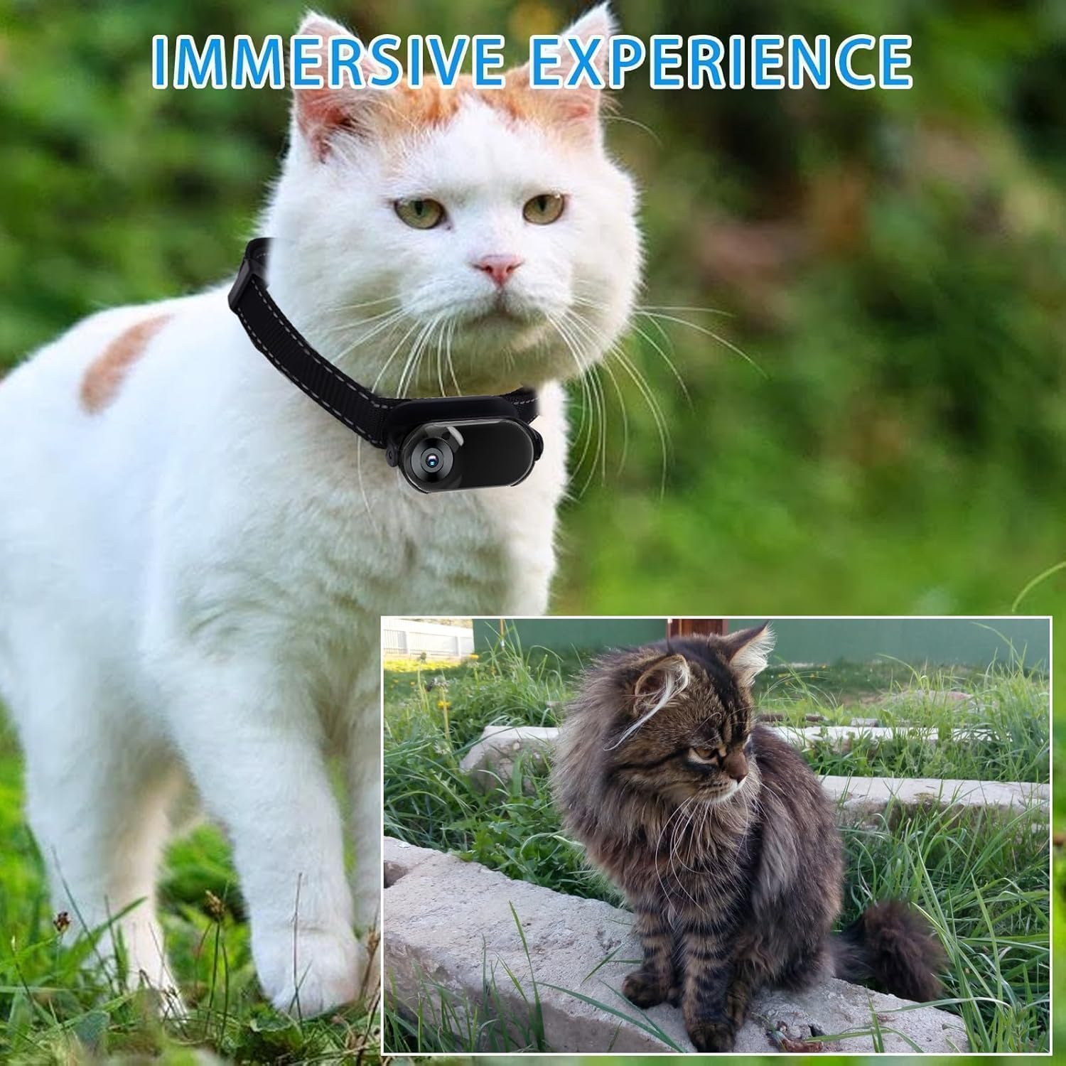 Eine weiße Katze mit Kamera-Halsband neben einer flauschigen braunen Katze im Gras.