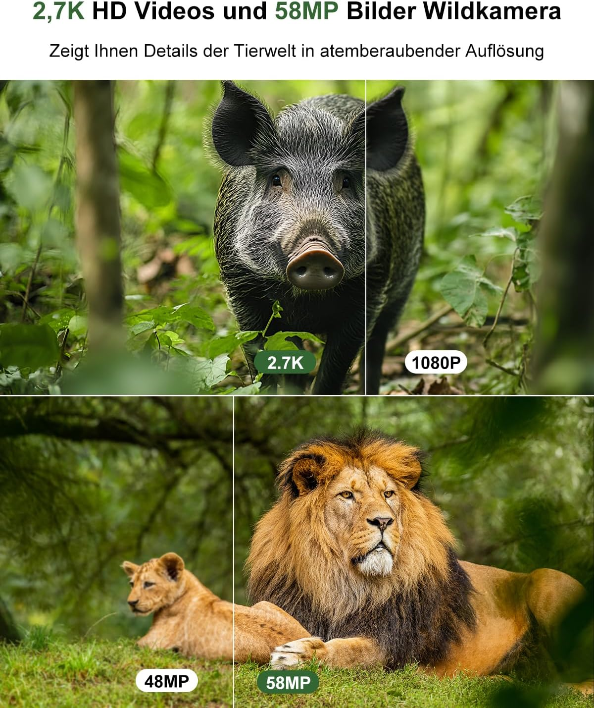 Wildschwein und Löwenfamilie in verschiedenen Auflösungen: 2,7K, 1080P, 48MP, 58MP.