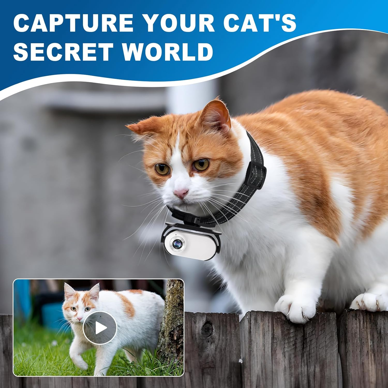Eine Katze mit Kamera am Halsband sitzt auf einem Holzzaun. Unten links ist ein kleineres Bild einer Katze im Gras.