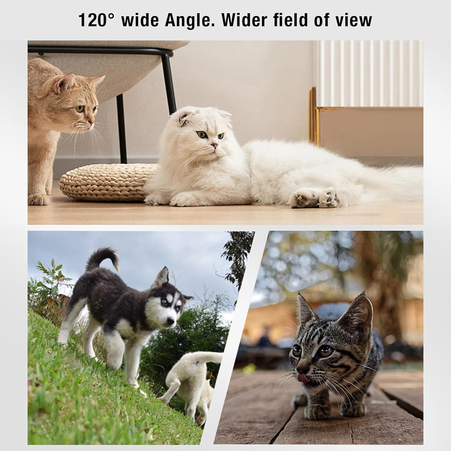 Zwei Katzen drinnen, zwei Hunde draußen. Weitwinkelansicht.