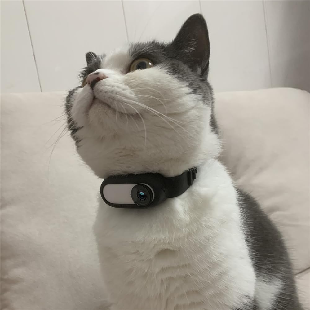 Eine graue und weiße Katze mit einer Kamera am Halsband sitzt auf einer Couch.