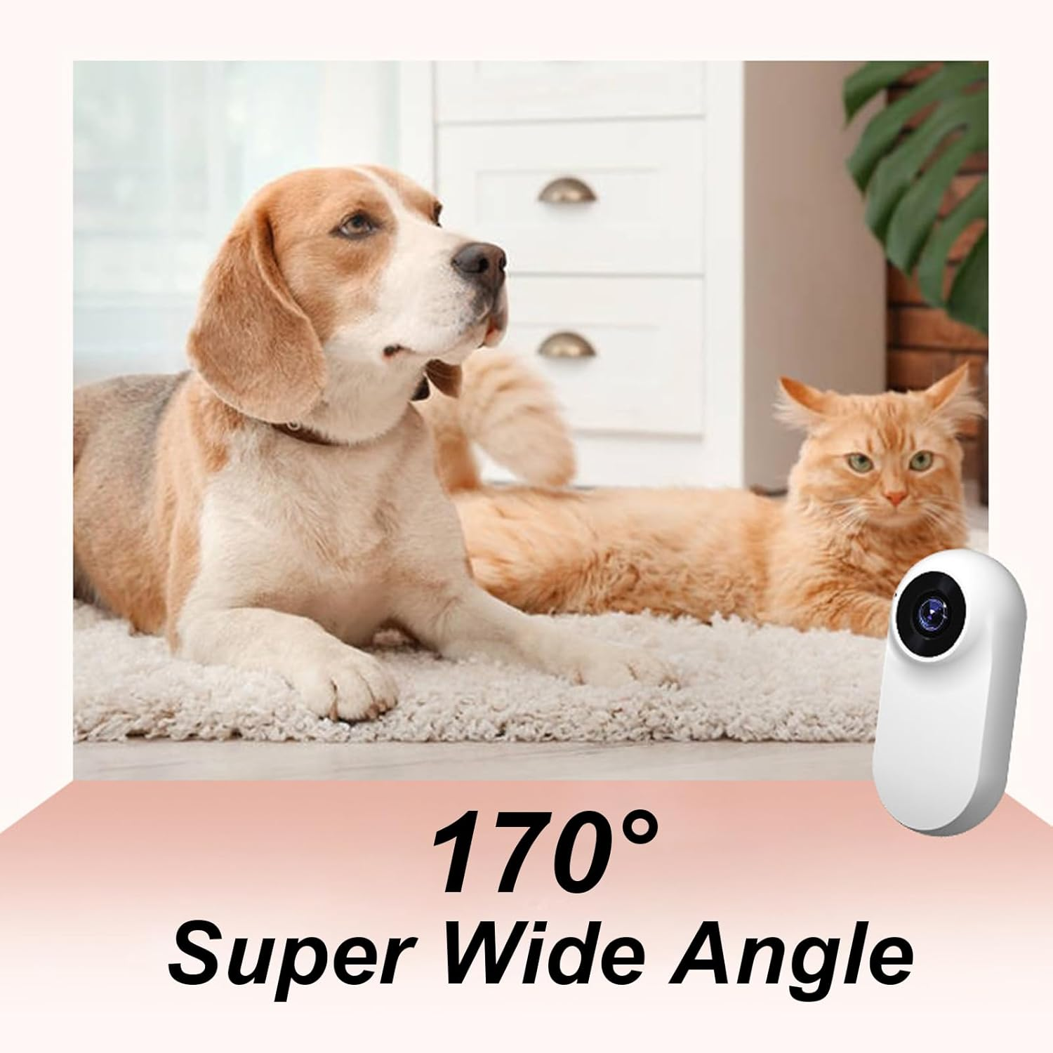 Ein Beagle und eine orangefarbene Katze liegen auf einem Teppich neben einer Überwachungskamera.