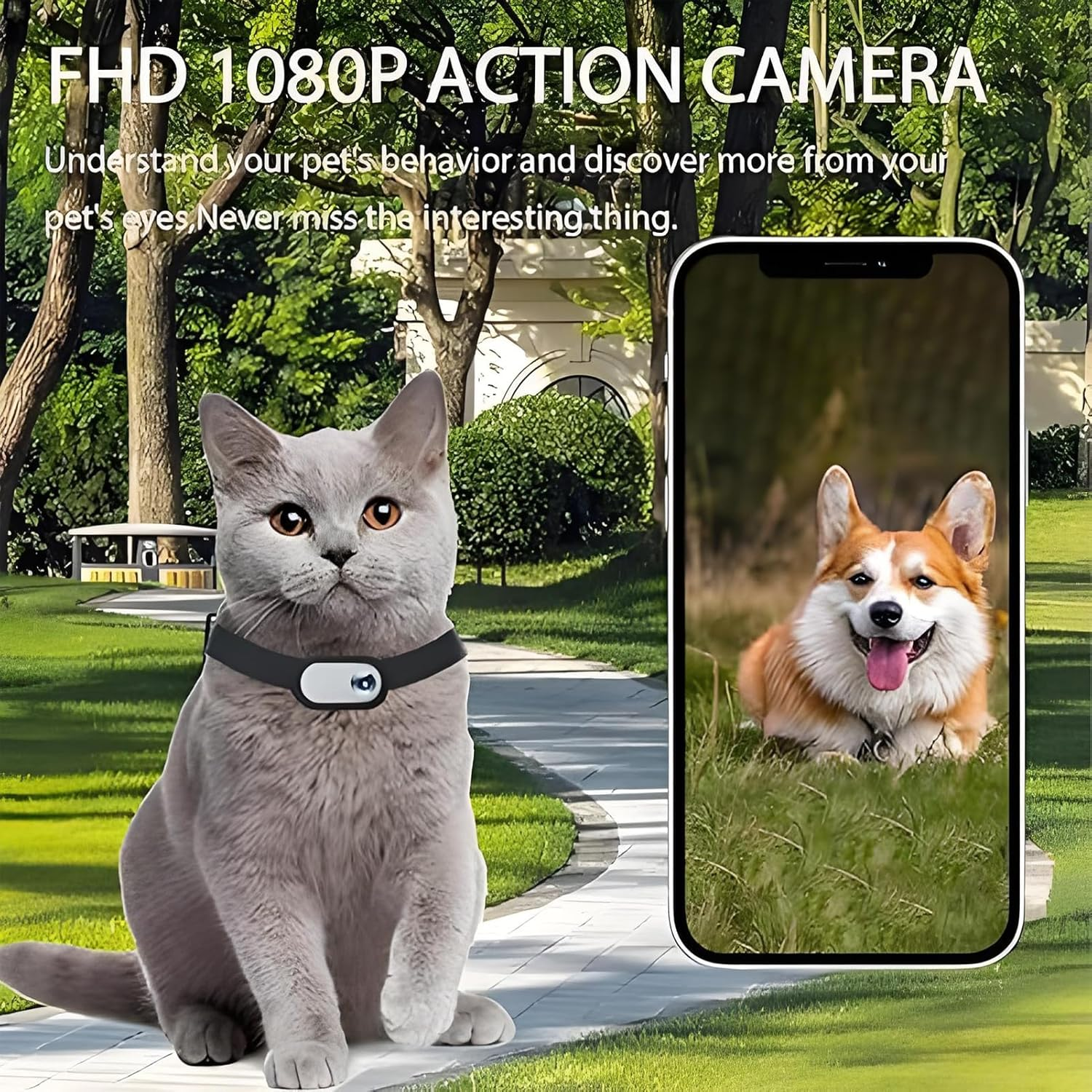 Graue Katze mit Kamera am Halsband, daneben Handy mit Corgi-Foto.