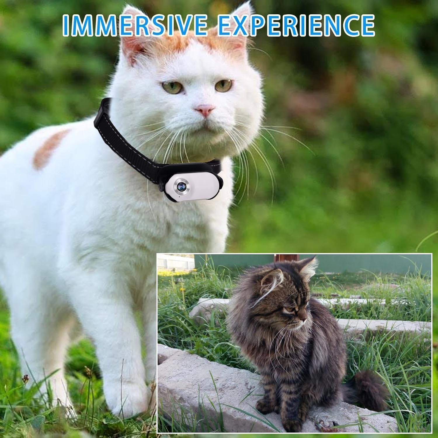 Weiße Katze mit Halsband-Kamera vor grüner Kulisse; daneben eine getigerte Katze.