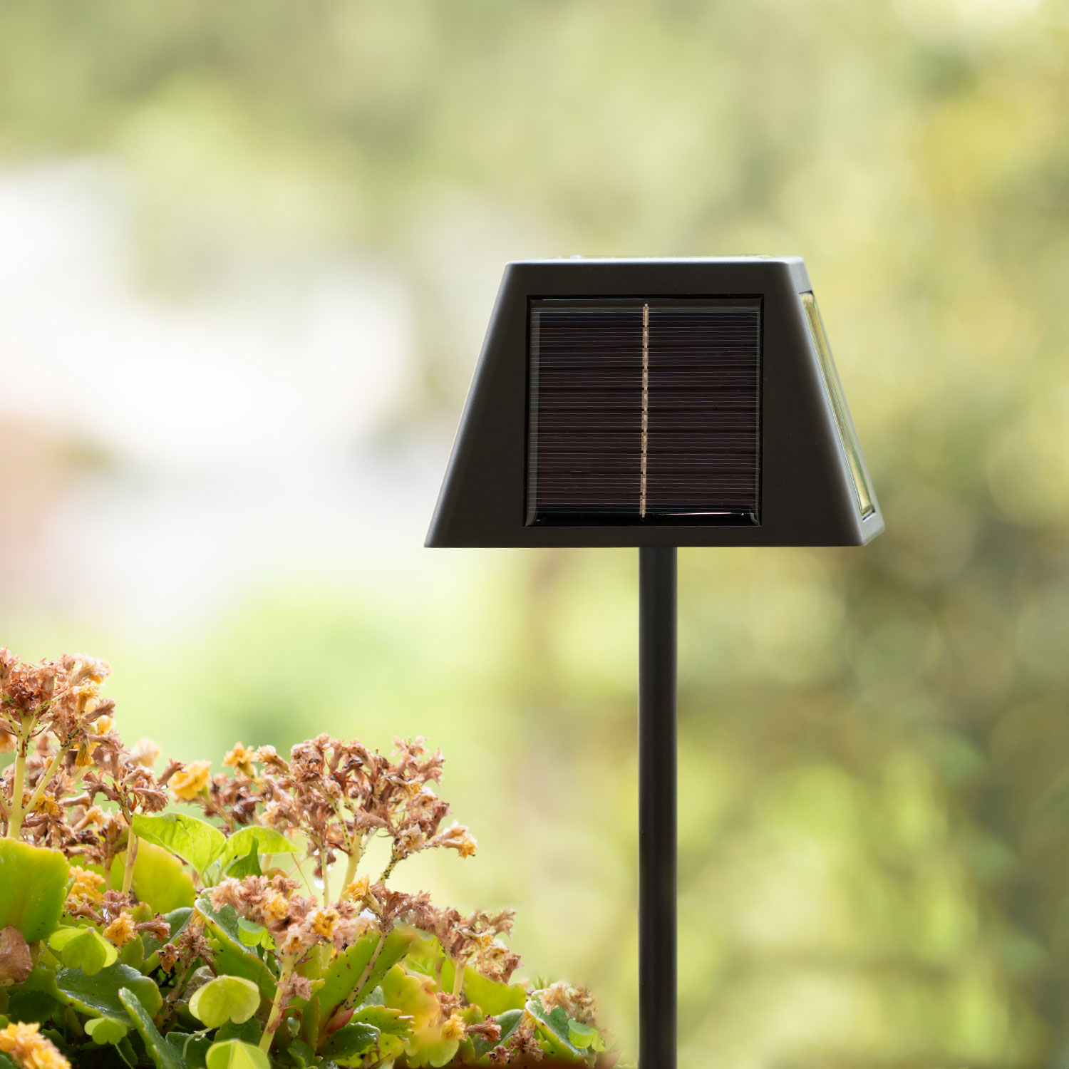Un paletto solare nero con pannello si erge accanto a fiori secchi e foglie verdi.