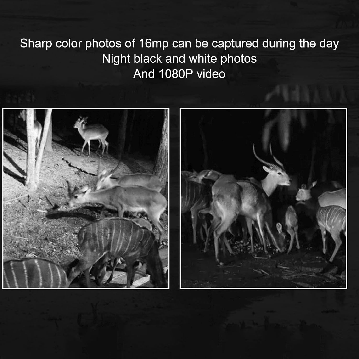 Zwei Schwarz-Weiß-Bilder von Rehen im Wald, eines bei Tag, eines bei Nacht.