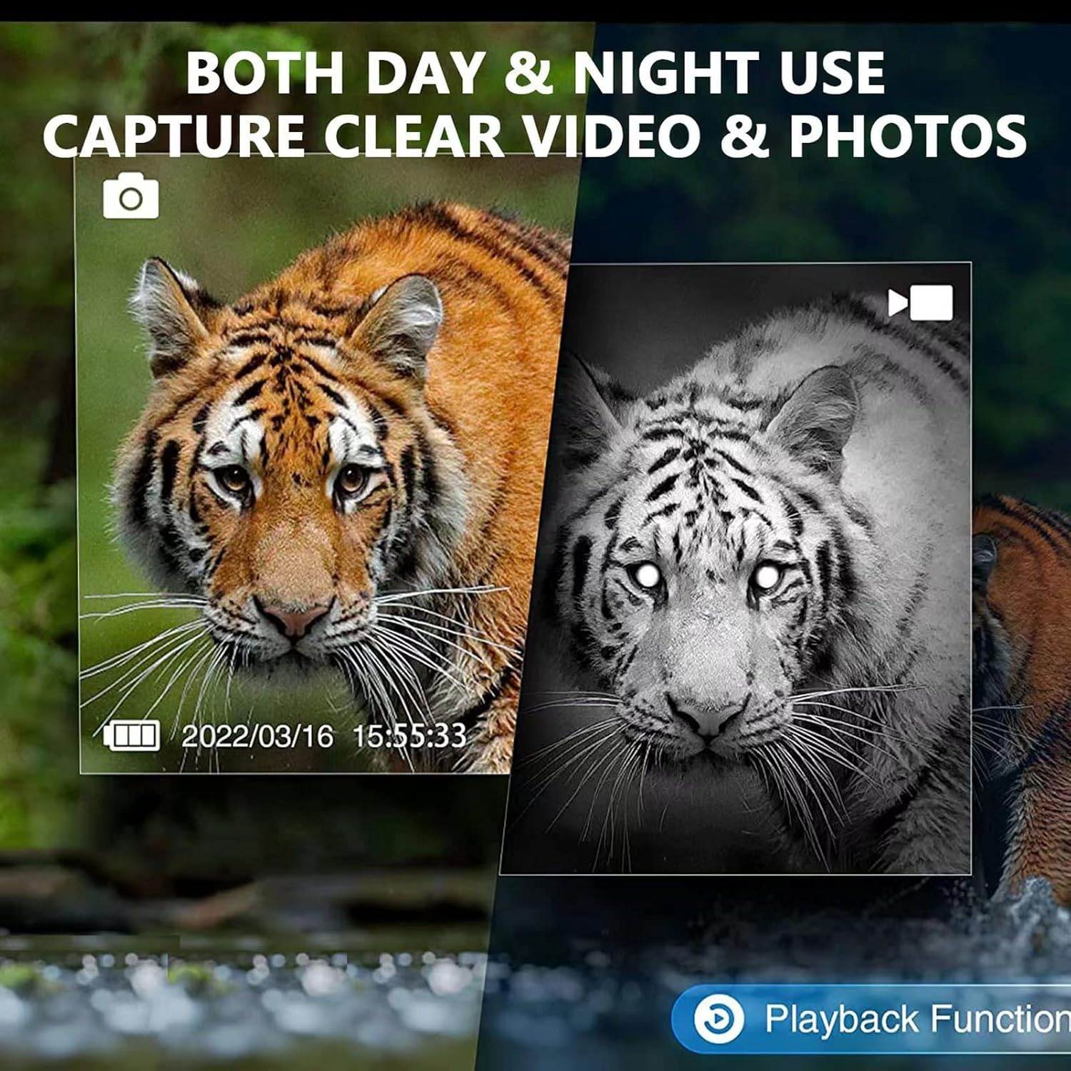 Tigervideos bei Tag und Nacht. Links ein Farbbild, rechts ein Schwarz-Weiß-Bild.