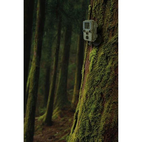 Eine Wildkamera ist an einem moosbewachsenen Baum im Wald befestigt.