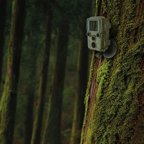 Eine Wildkamera ist auf einem moosbedeckten Baumstamm in einem Wald montiert.