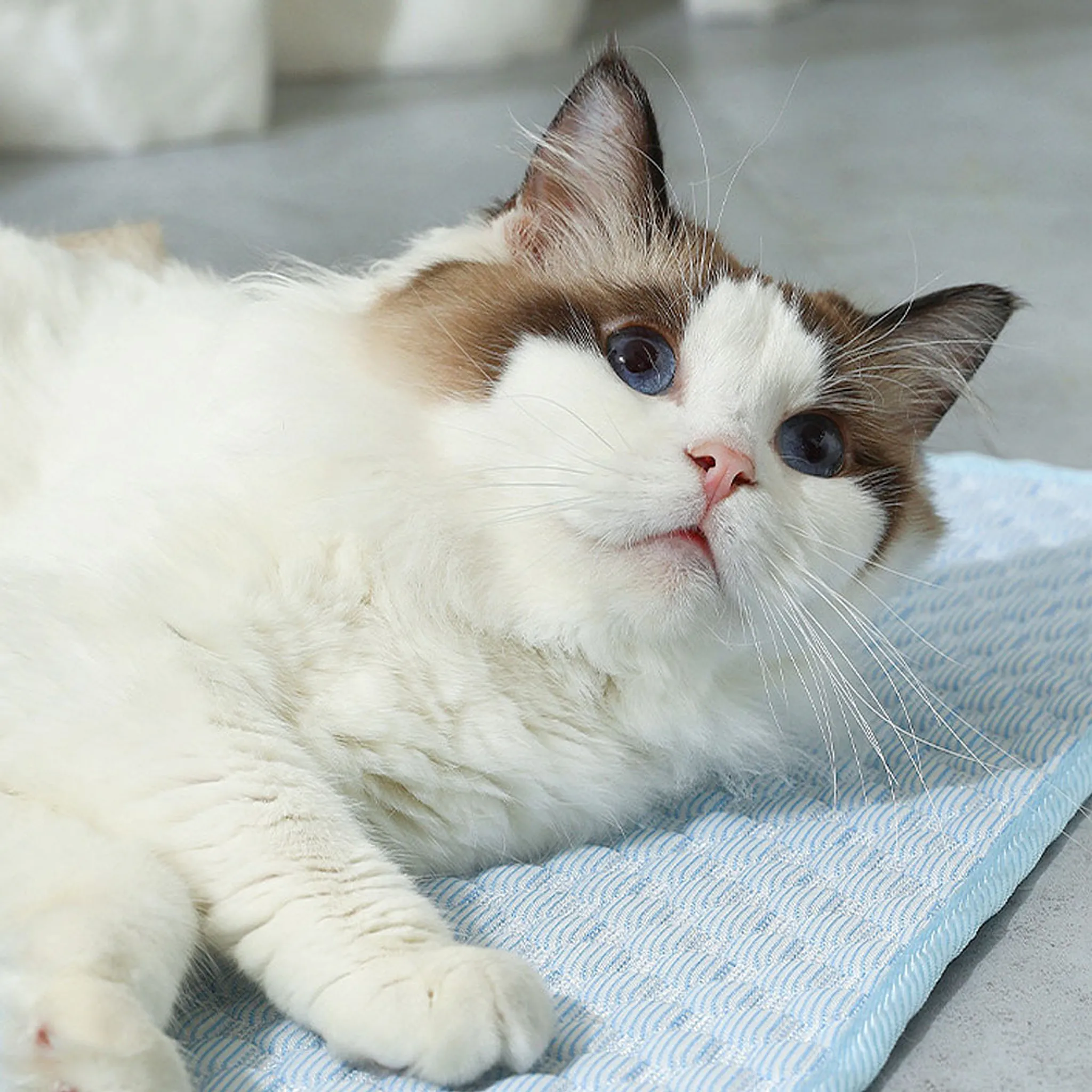 Eine weiße Katze mit blauen Augen liegt auf einer blauen Decke.