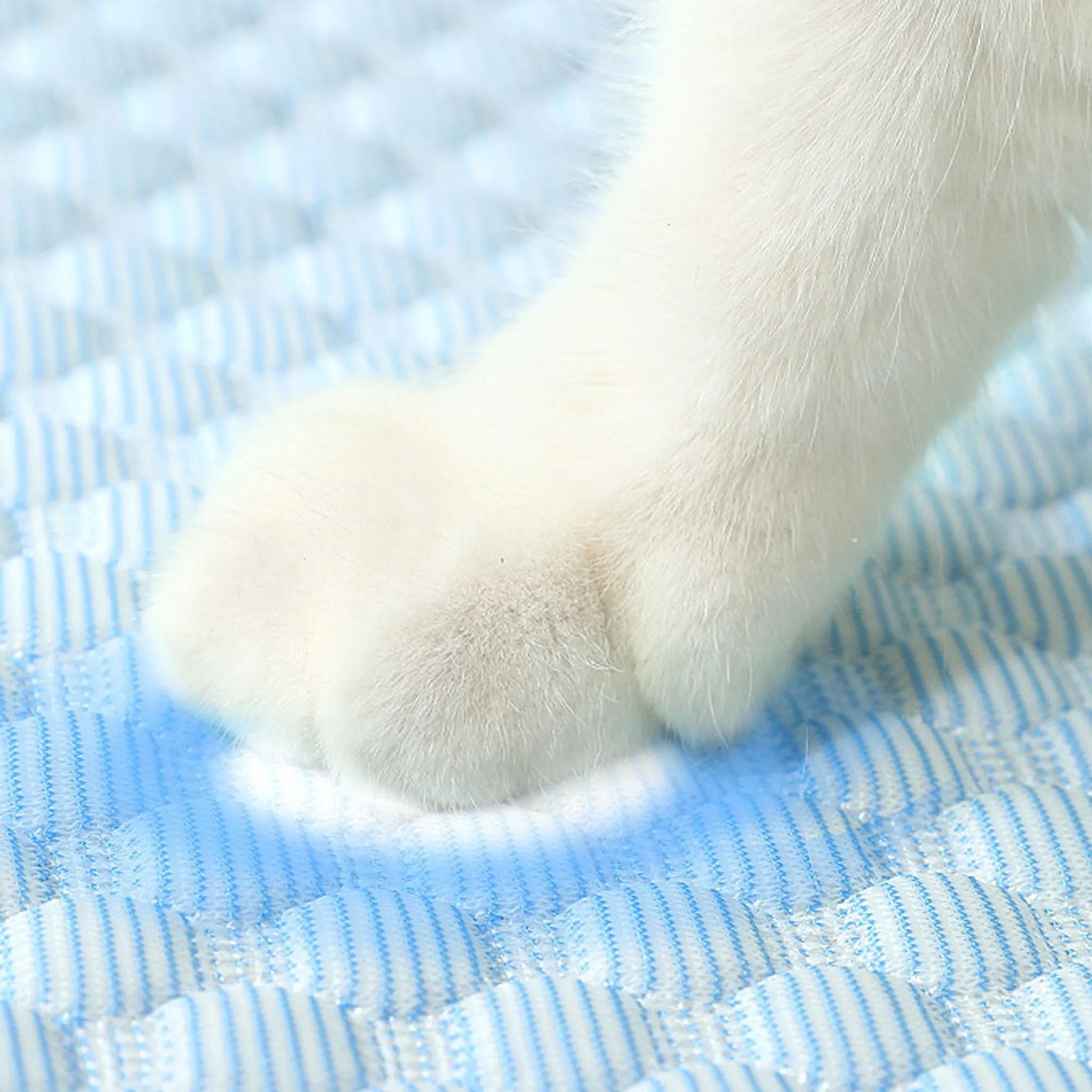 Eine weiße Katzenpfote ruht auf einer blauen und weißen gesteppten Oberfläche.