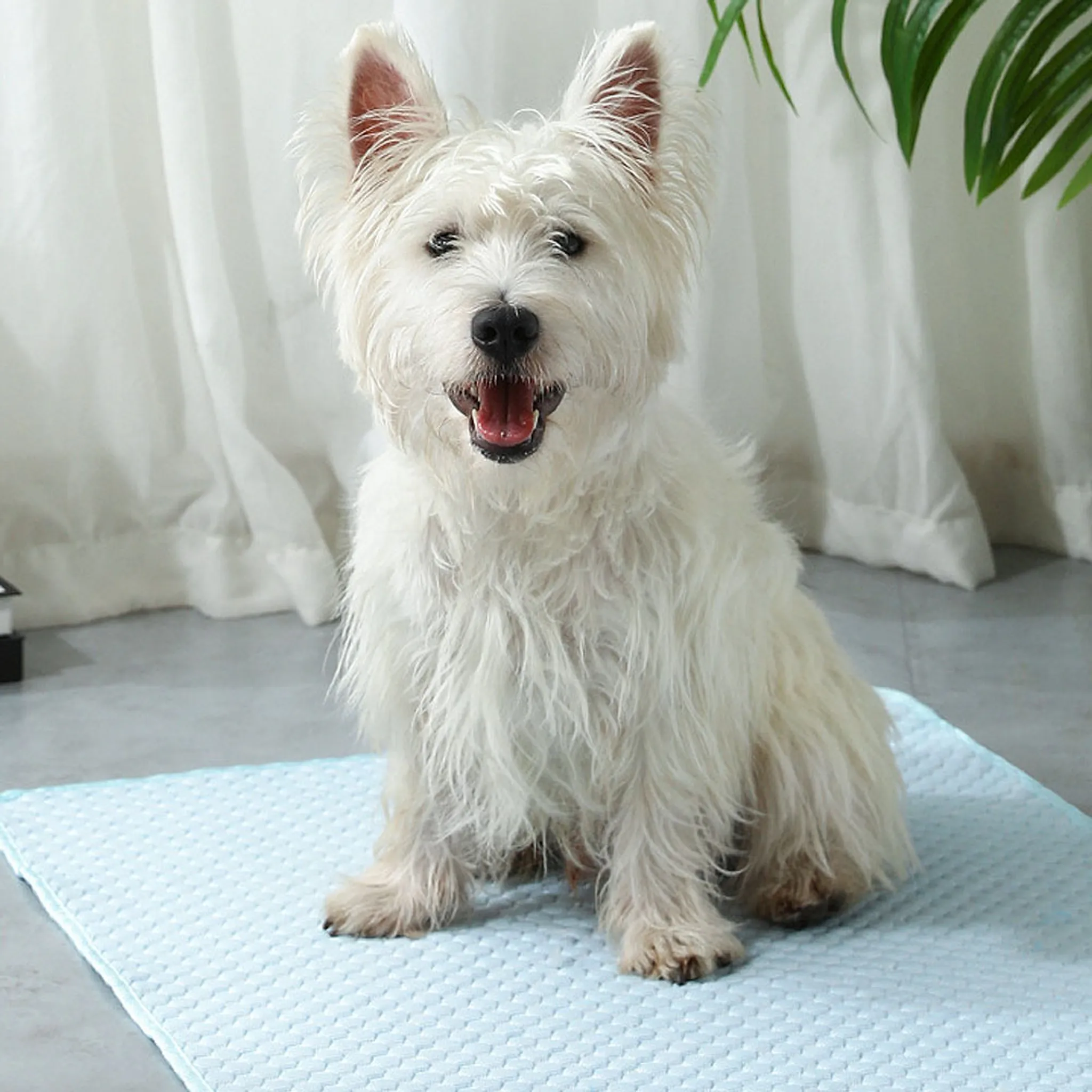 Ein weißer West Highland Terrier sitzt auf einer hellblauen Matte vor einem weißen Vorhang.