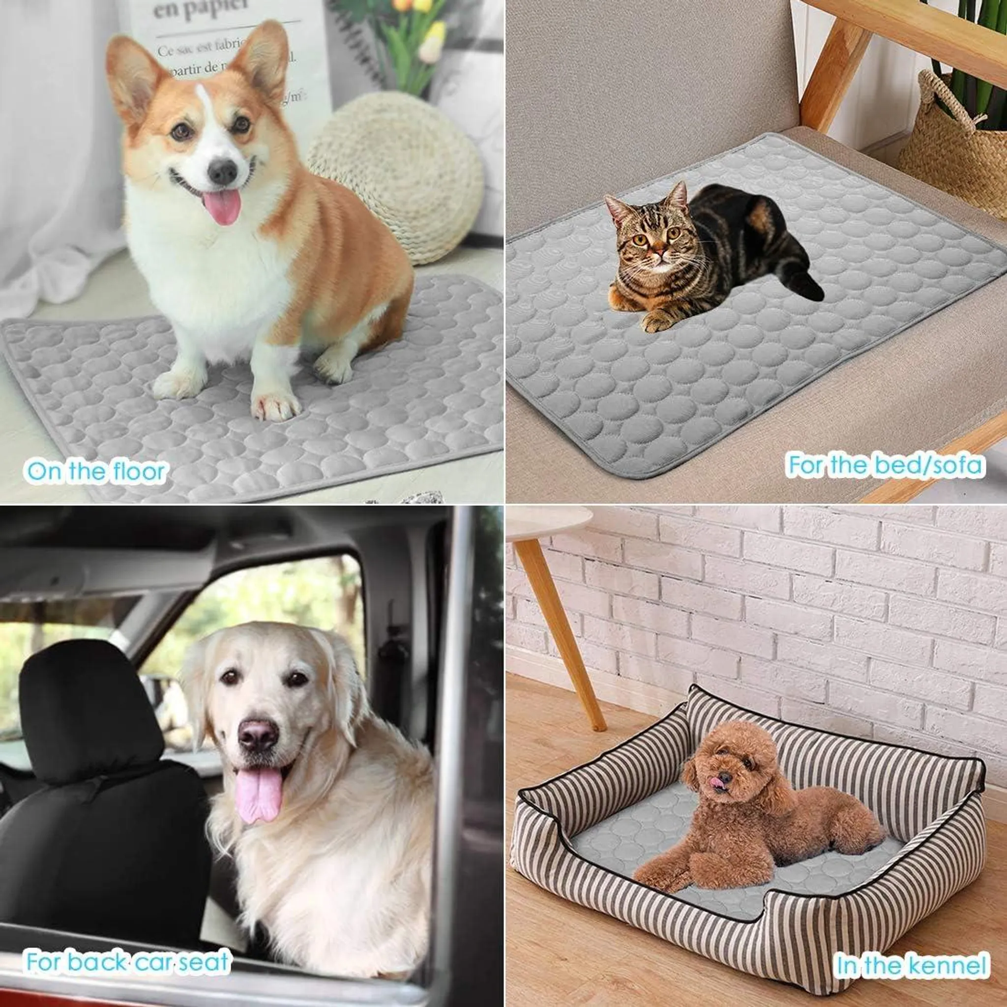 Vier Haustiere auf Kühlmatten: Corgi auf dem Boden, Katze auf Sofa, Hund im Auto, Pudel im Körbchen.