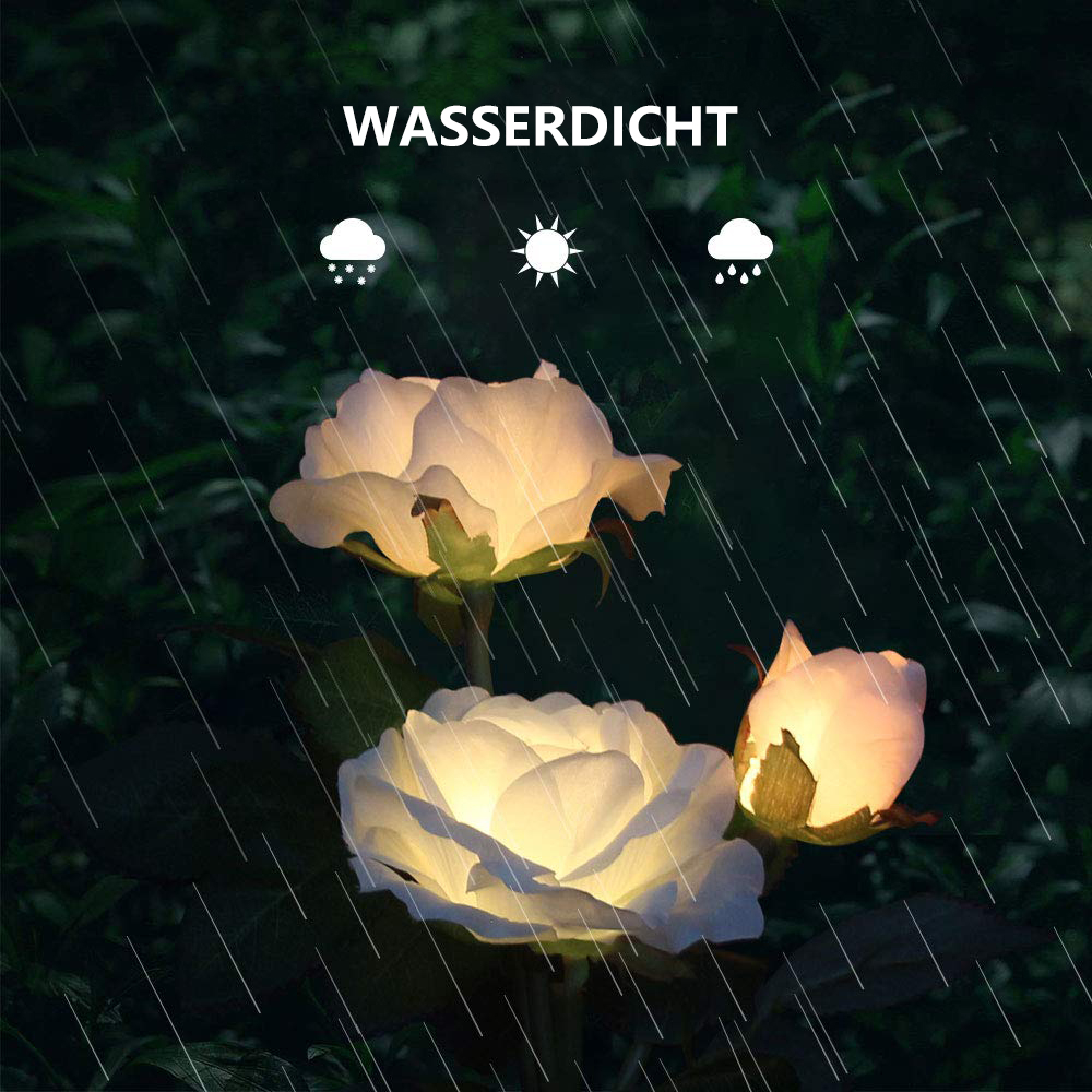 Drei leuchtende Rosen bei Regen. Text: WASSERDICHT.