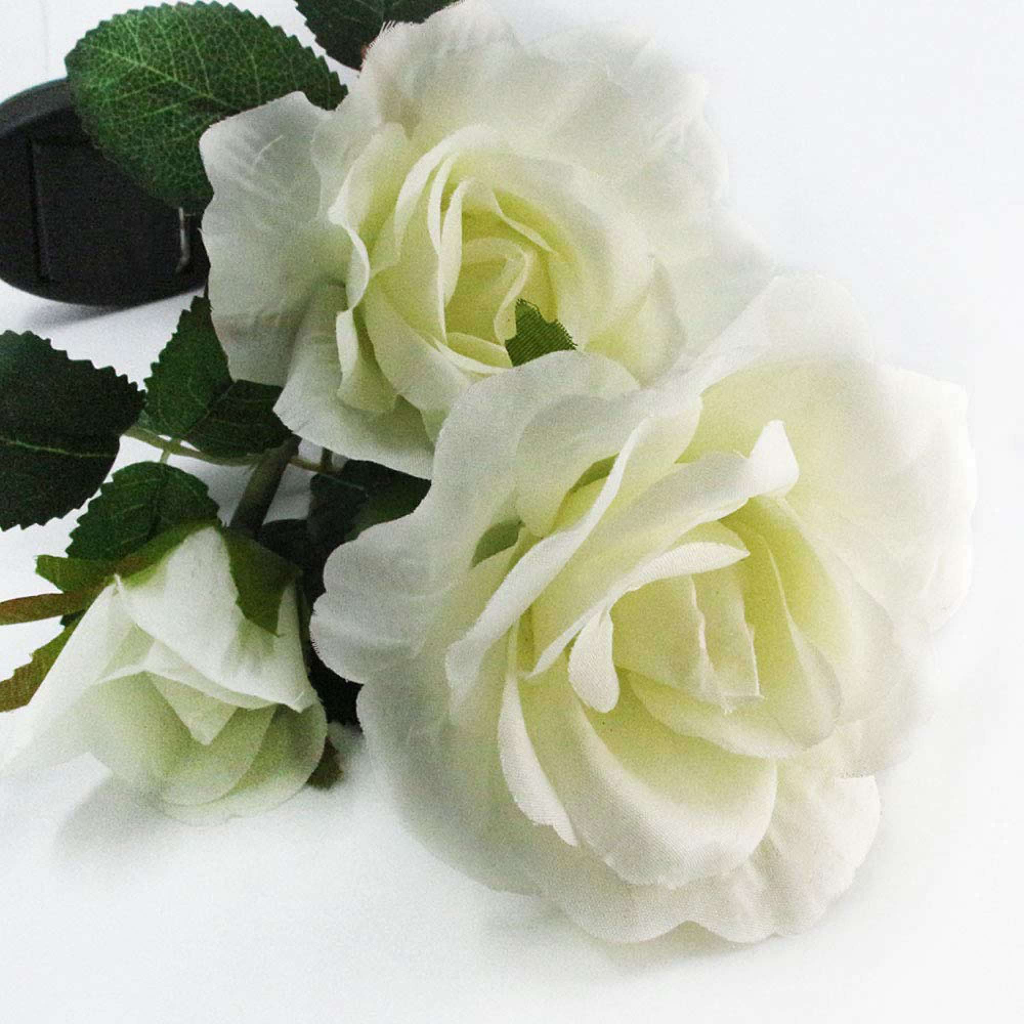 Drei weiße Rosen mit grünen Blättern auf weißem Hintergrund.