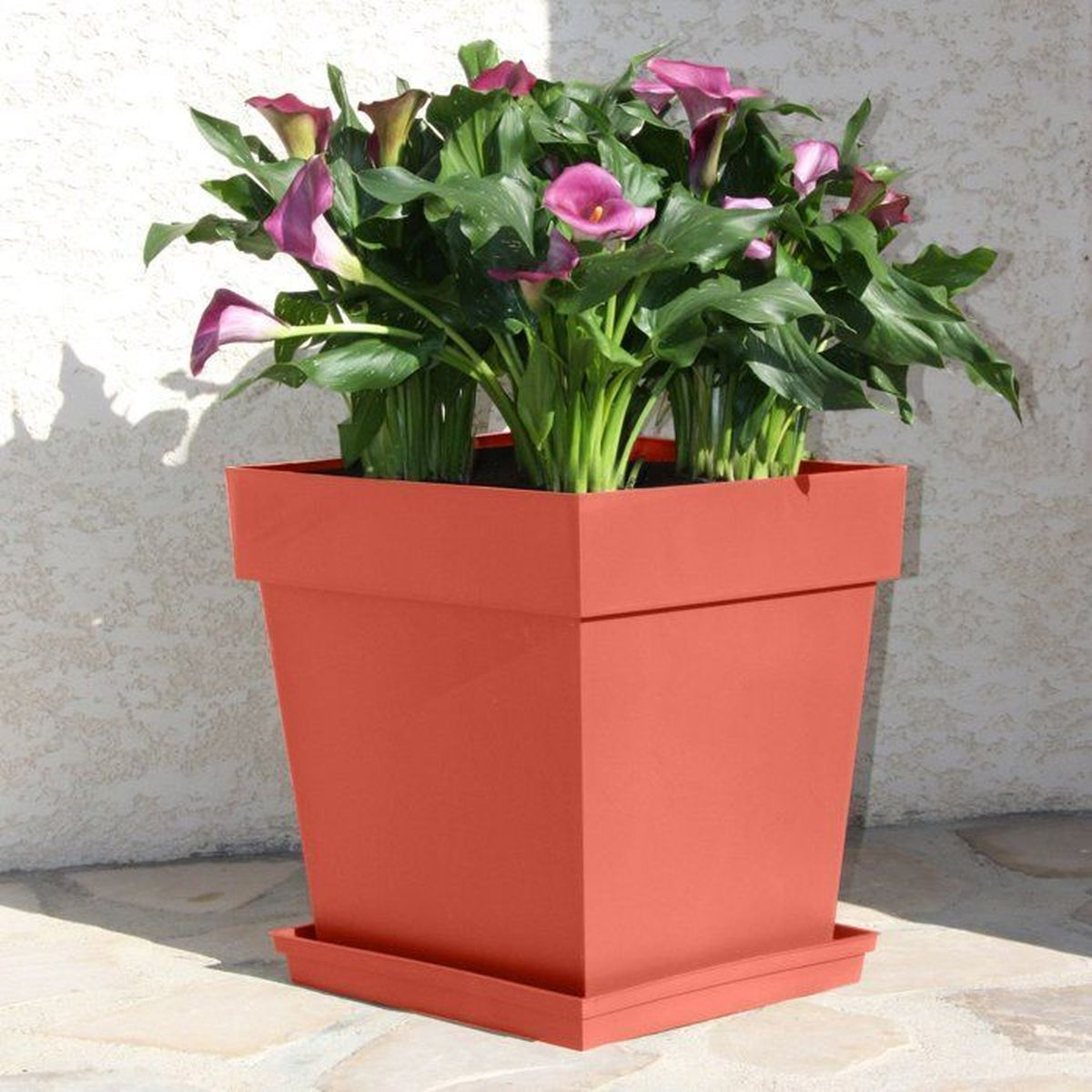 Eine rote Terrakotta-Pflanzschale mit violetten und pinken Calla-Lilien und grünen Blättern.