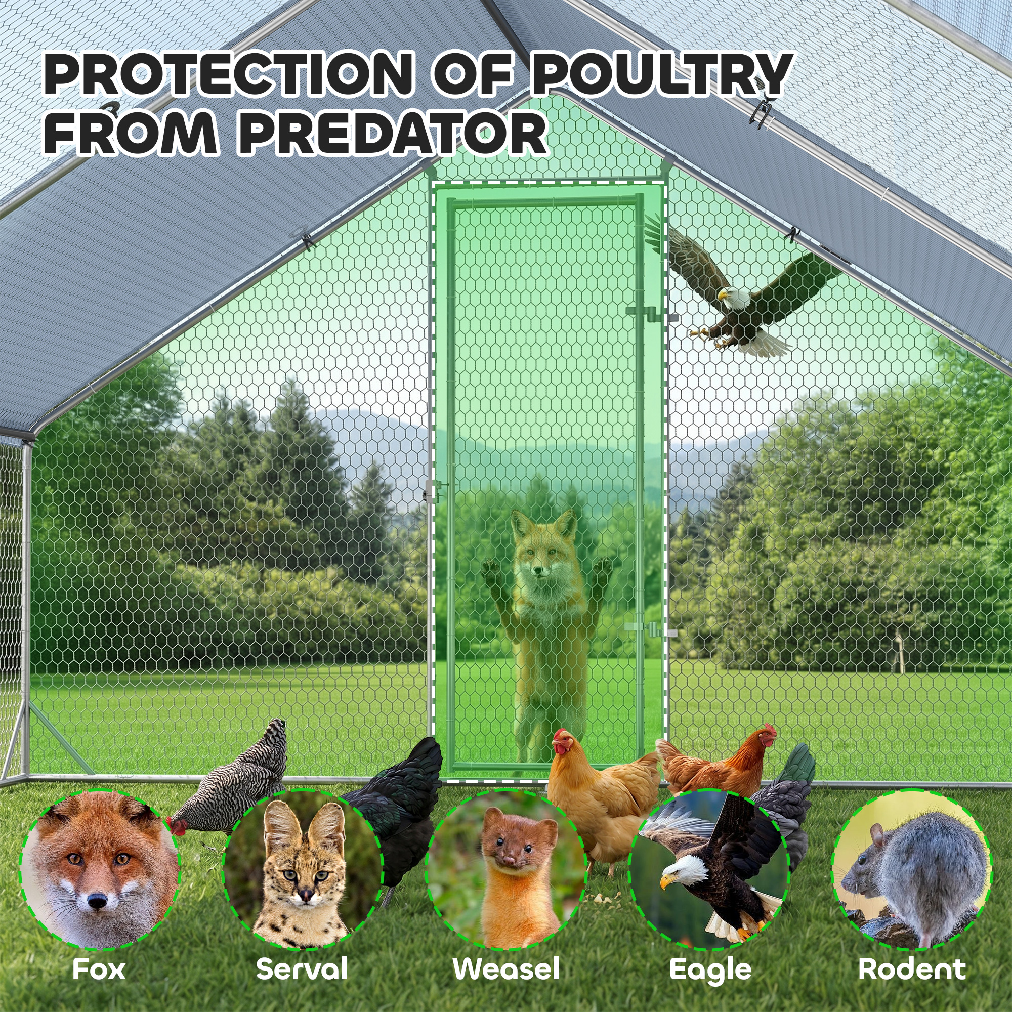 Gallinero con protección contra zorro, serval, comadreja, águila y roedor.