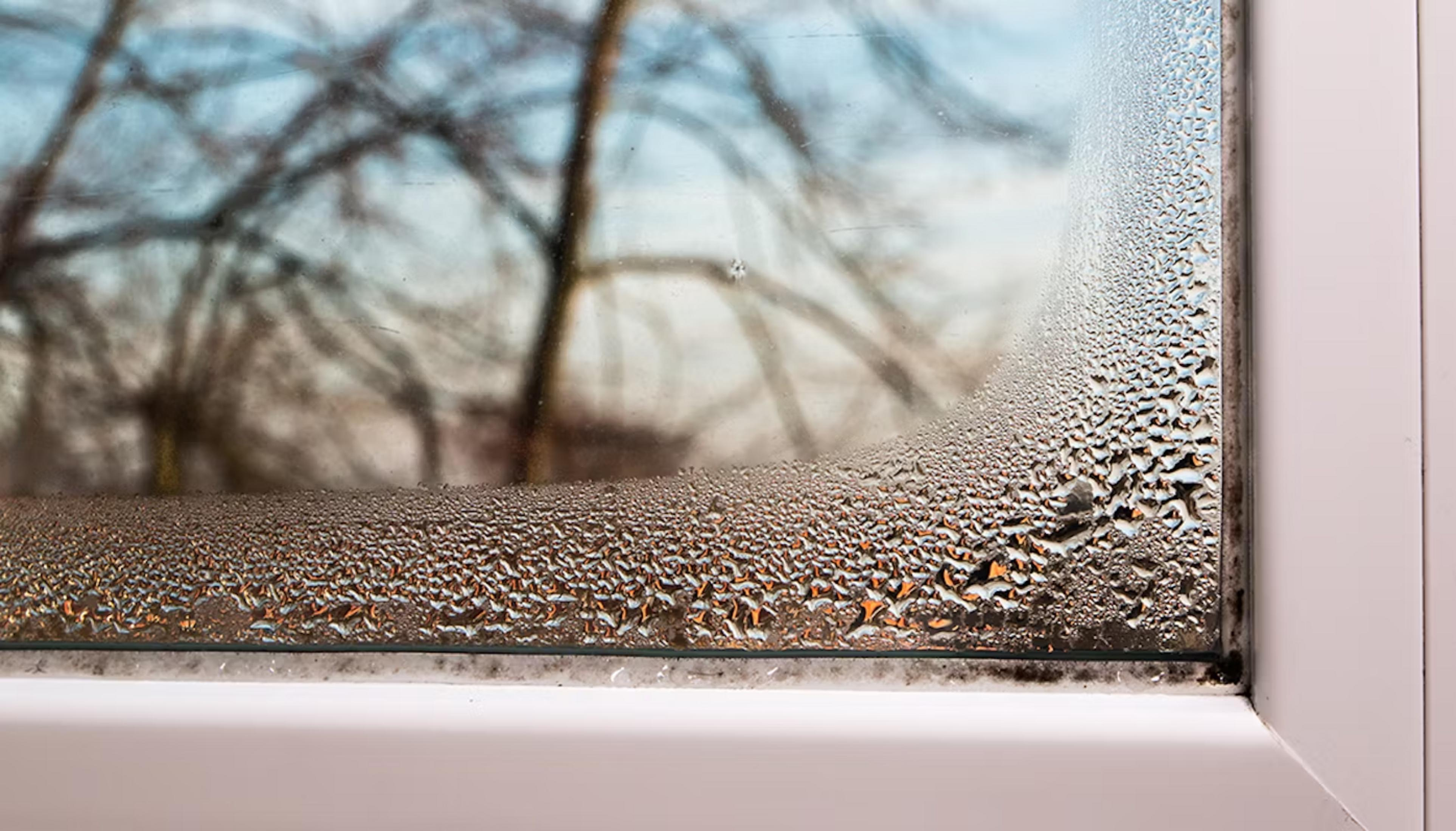 Fogged window pane with tree silhouettes in background and white frame.
