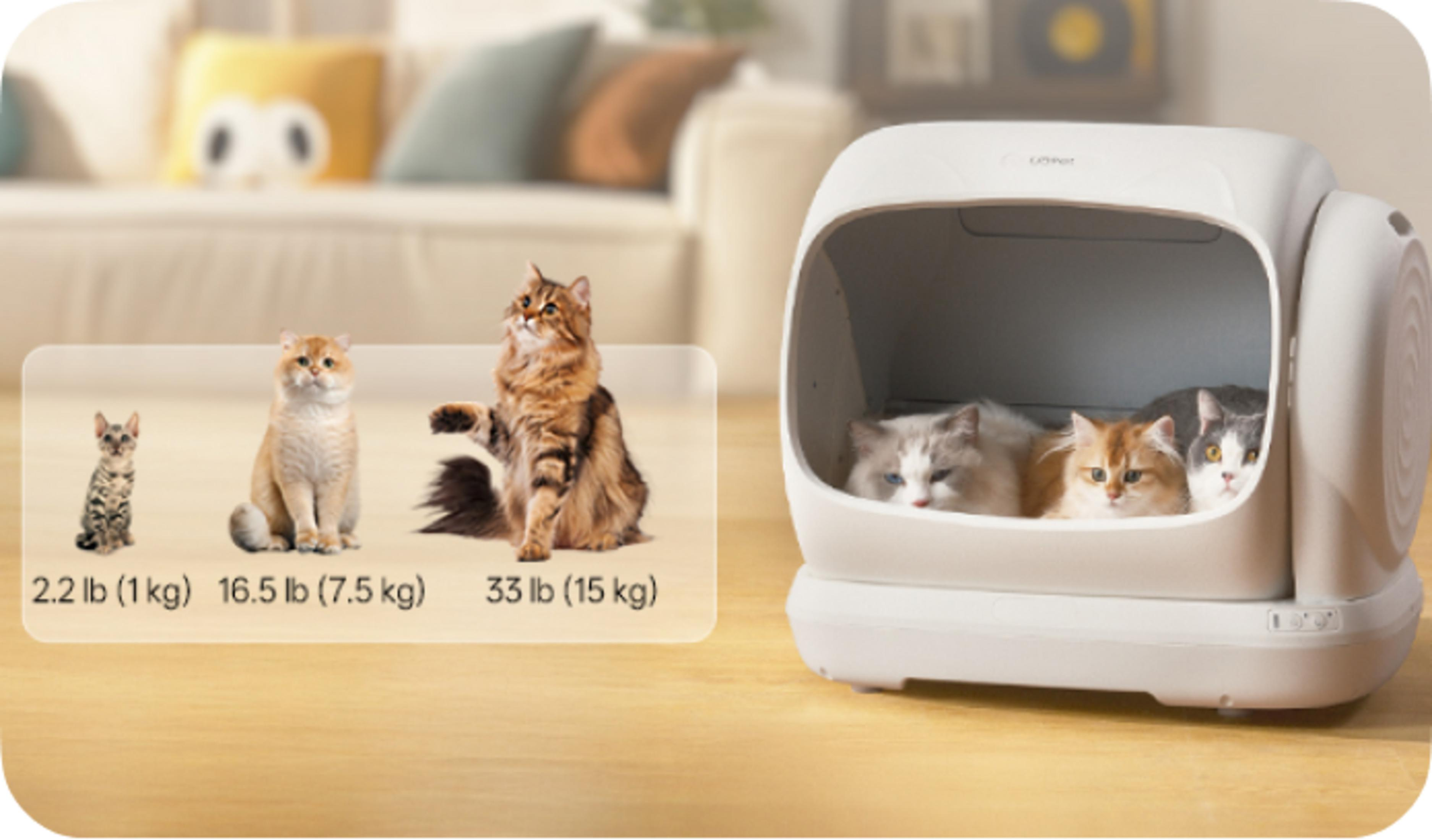 Beyaz bir kedi tuvaletinde dört kedi ve yanında ağırlık göstergeli üç kedi.