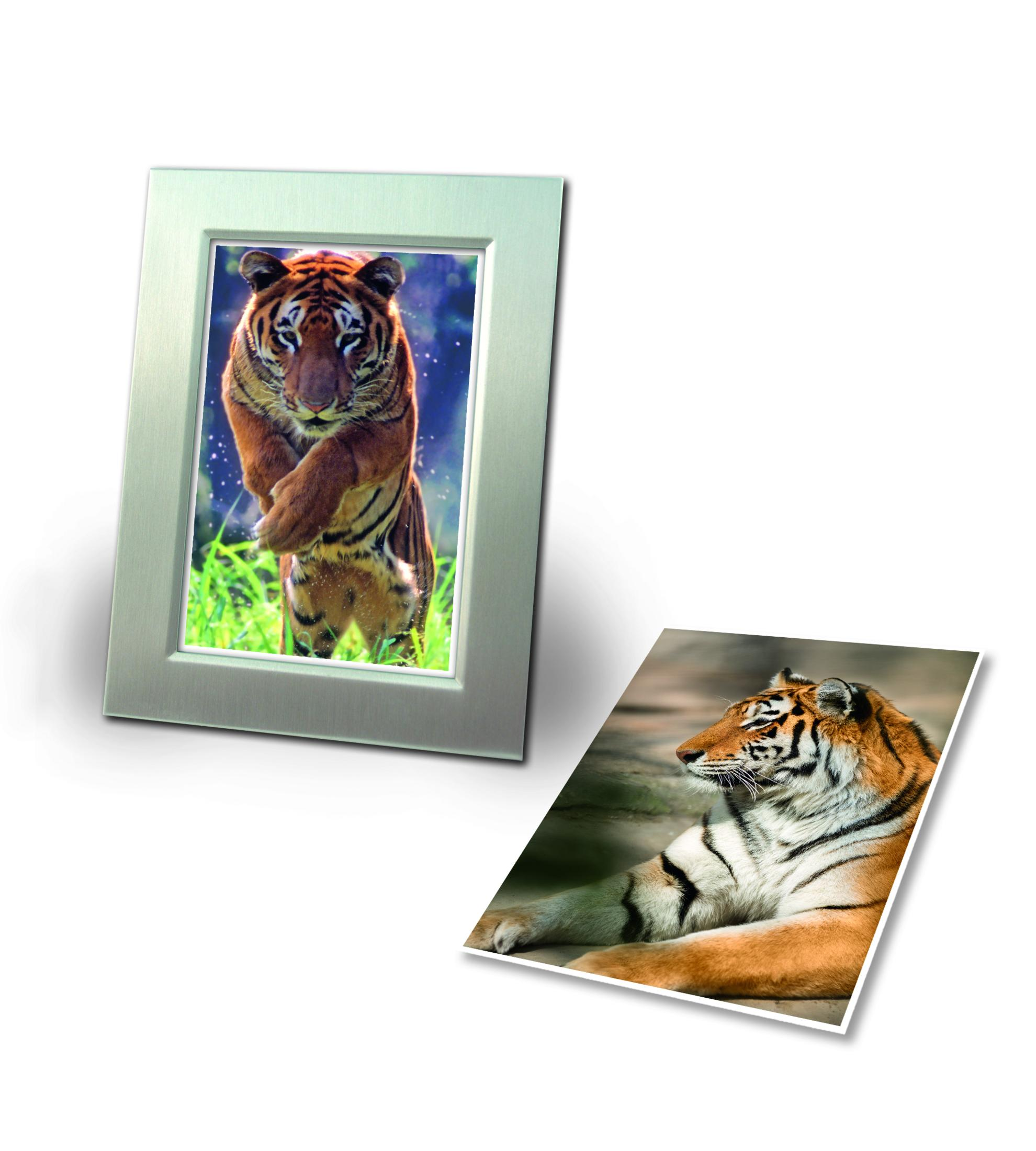 Zwei Tigerbilder: Einer springt, der andere liegt.