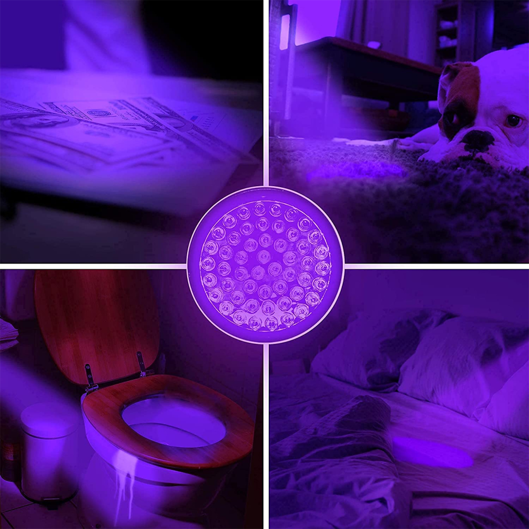 Vier Bilder: Geld, Hund, Toilette, Bett, beleuchtet mit UV-Licht.