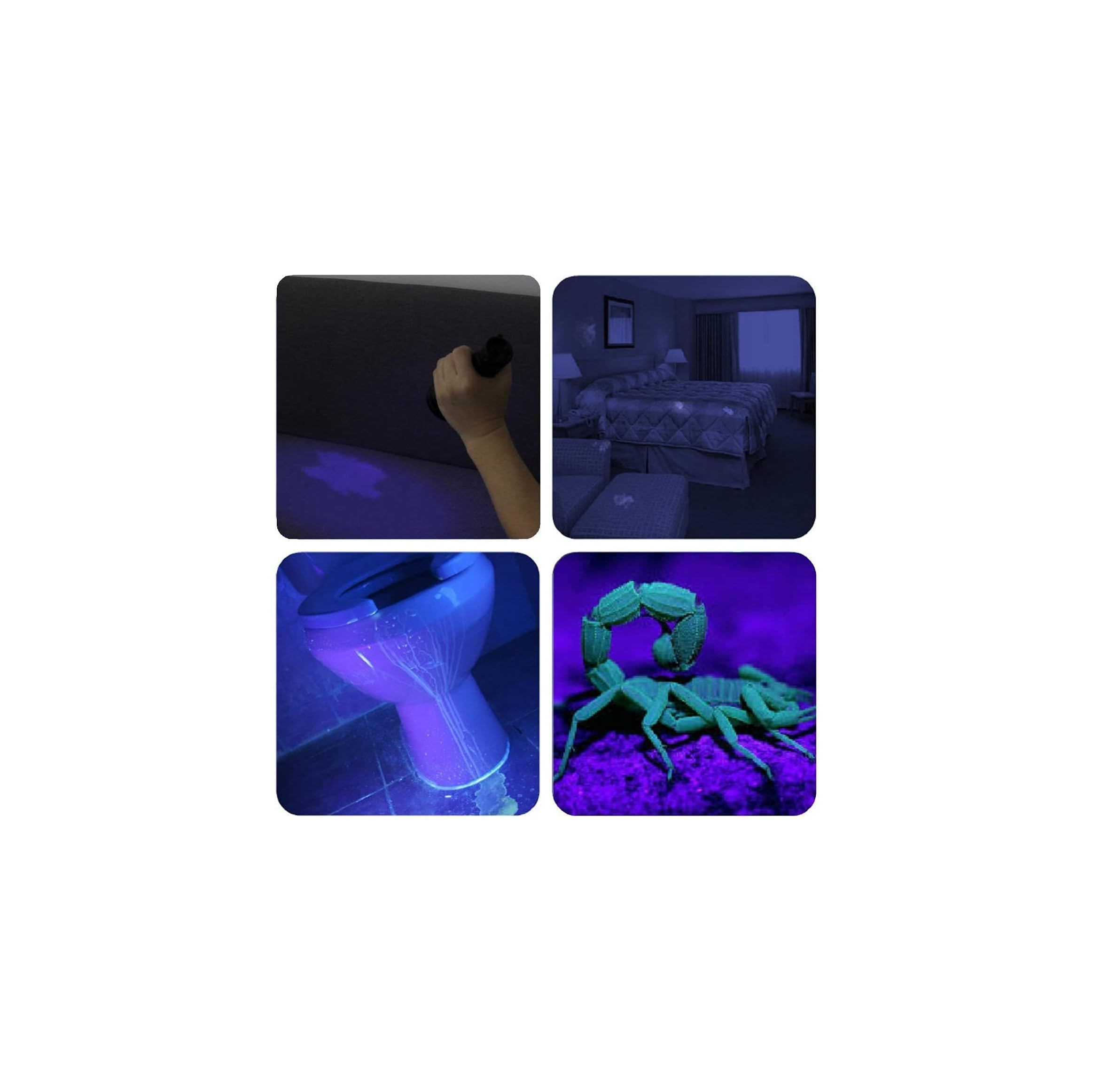 Vier Bilder: Hand mit Taschenlampe, Hotelzimmer, Toilette, Skorpion unter UV-Licht.